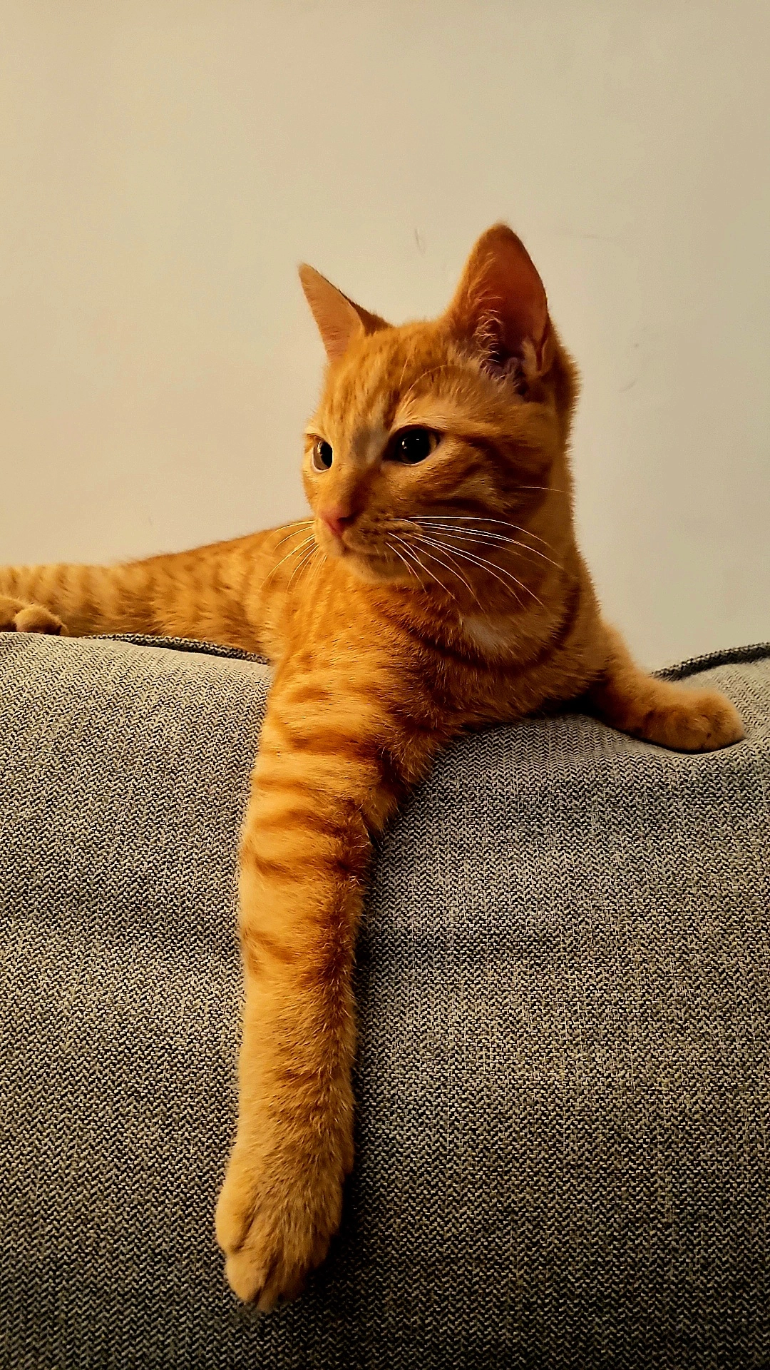 Yochi - Rue des Mariniers, Condrieu