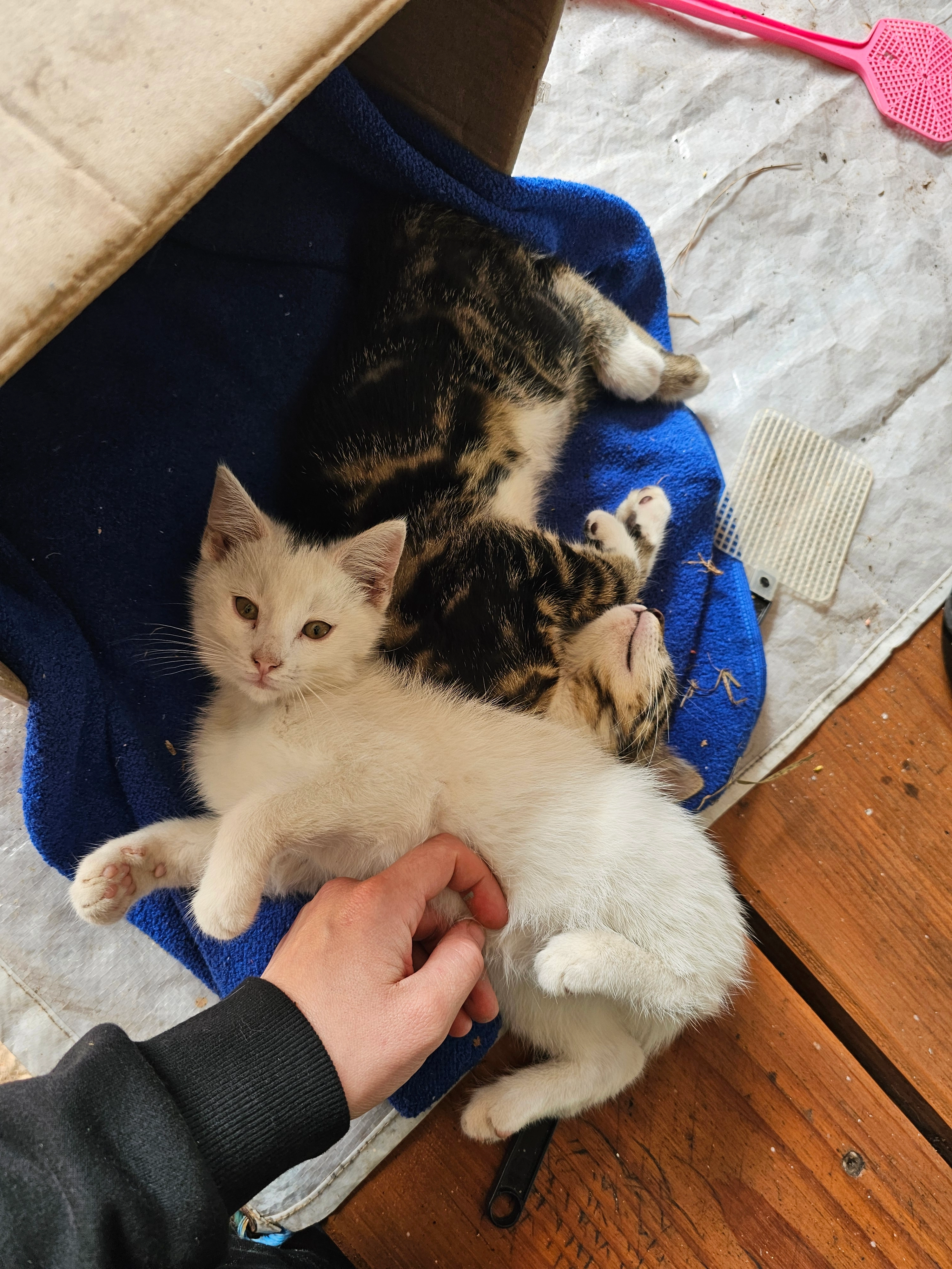 Pablo und Lilly  - In Der Bült, Kutenholz