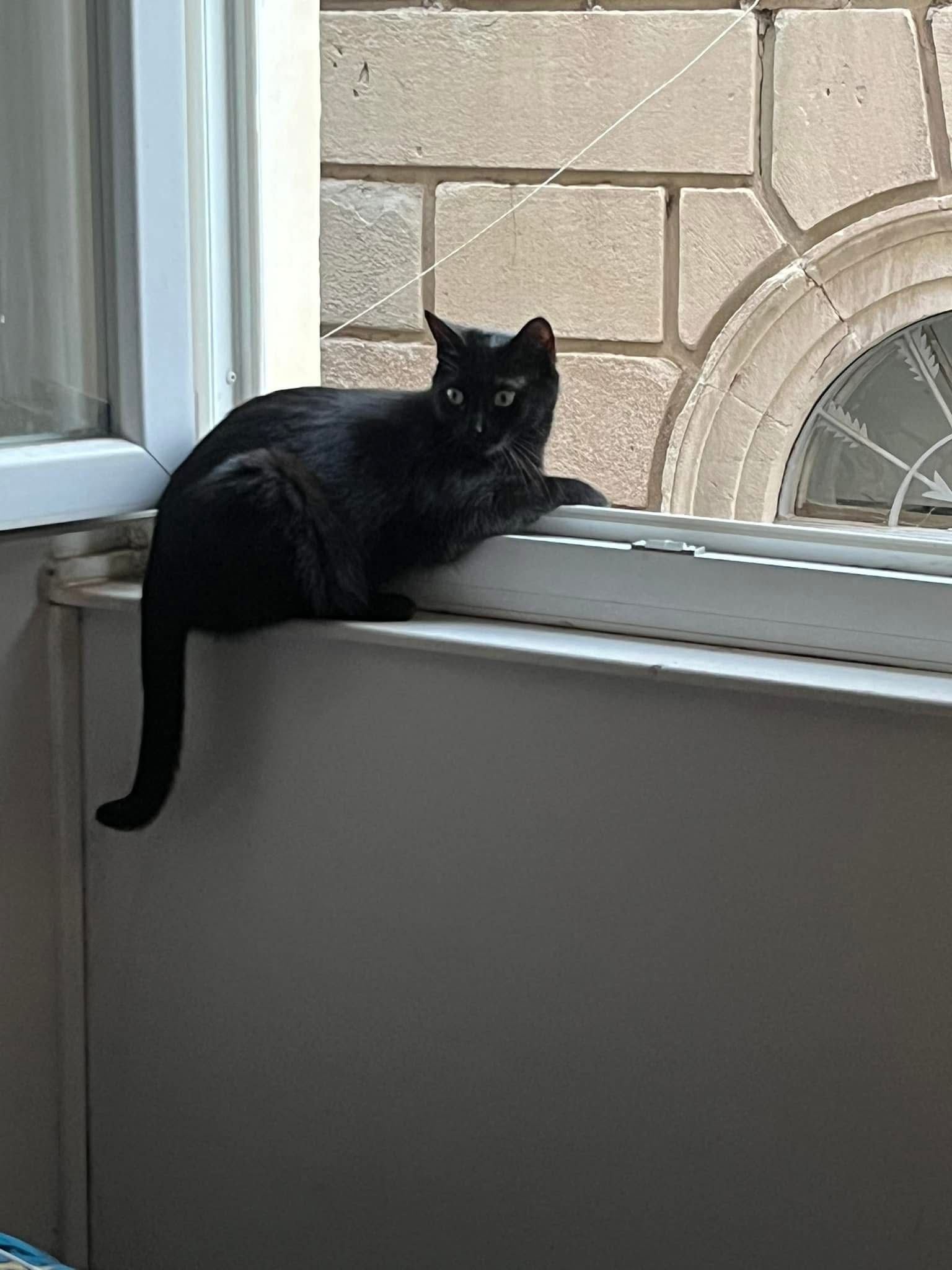 Bagheera - 12 Rue de la République, Saint-Affrique