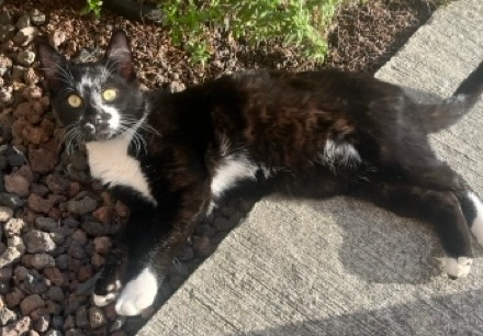 Jacko - 124 Chemin de la Peyrette, Tournefeuille