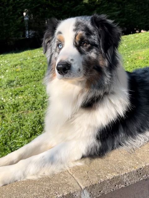 Pesto - Impasse De La Viallière, Ampuis