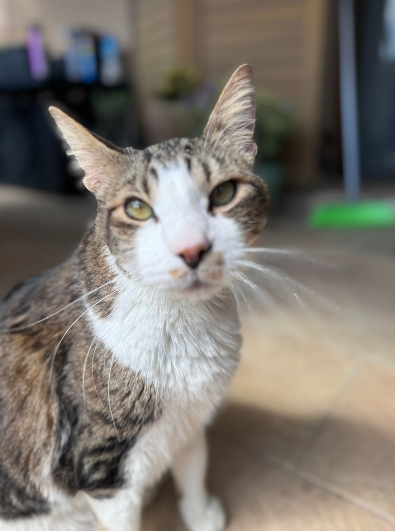 Willie - Ορεστιάδος, Vrilissia