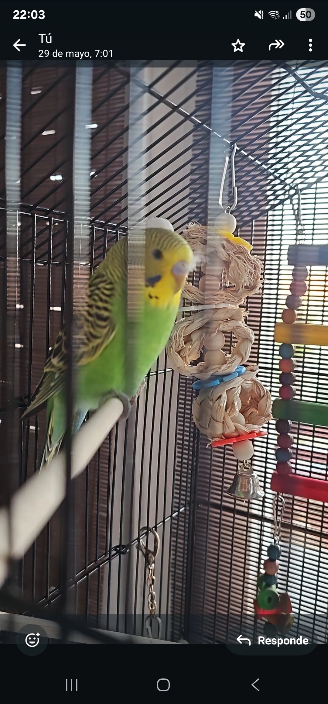 Bizu - Calle Hermanos Bazán, Torrevieja