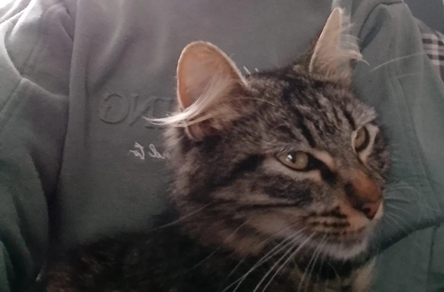 Simba - Farringford Road, Southampton