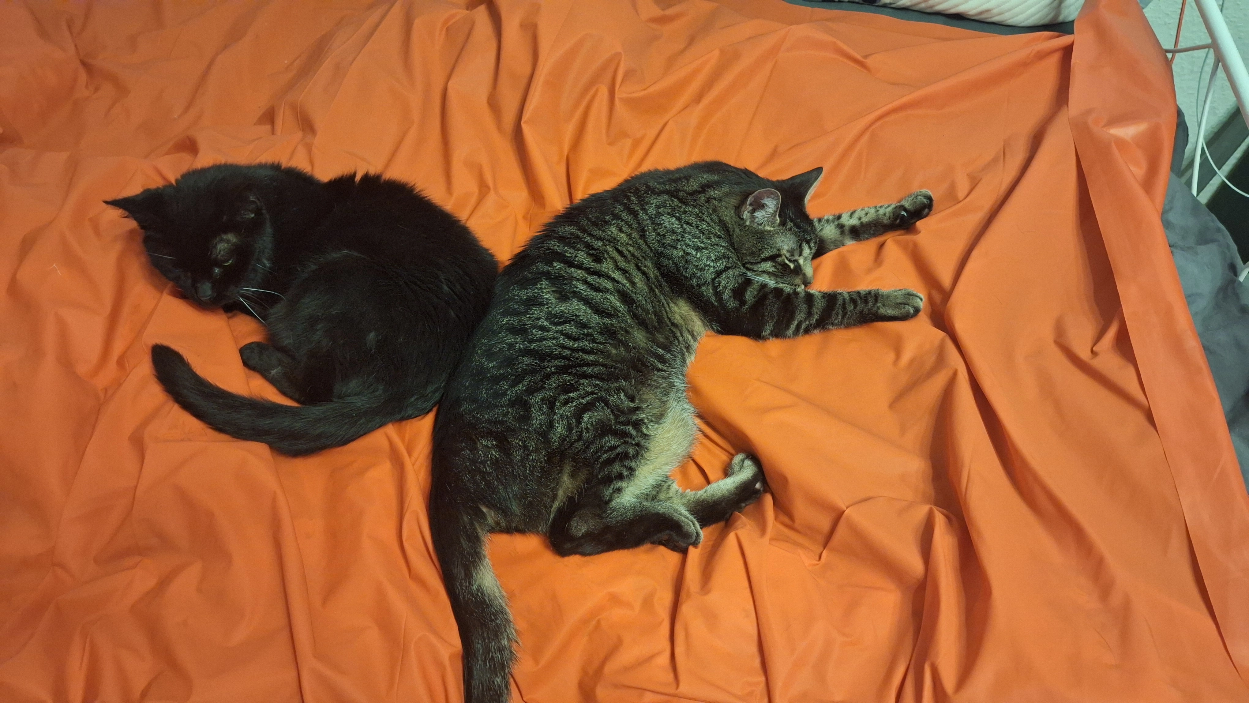 Micky - Schenkendorfer Flur, Königs Wusterhausen