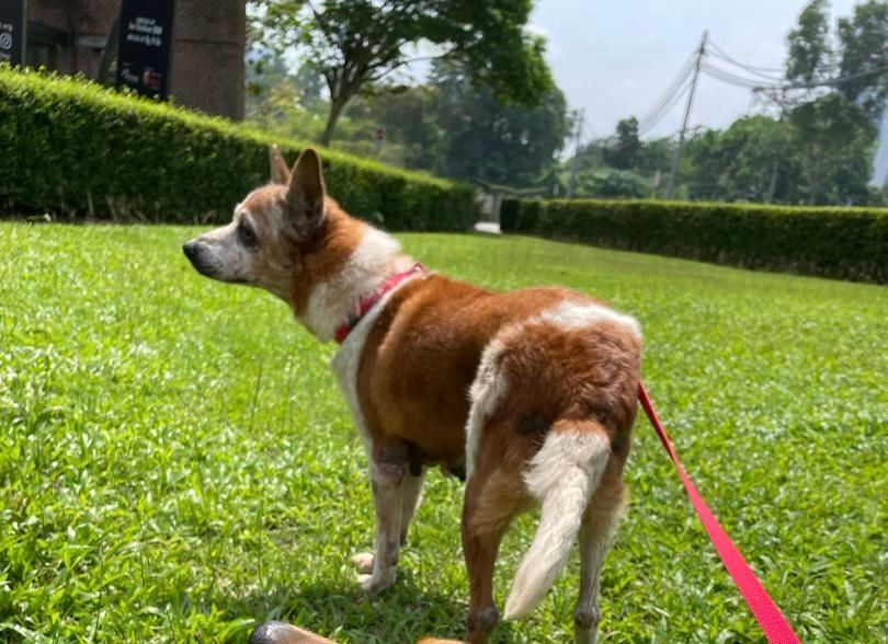 Happy  - 47400, Petaling Jaya