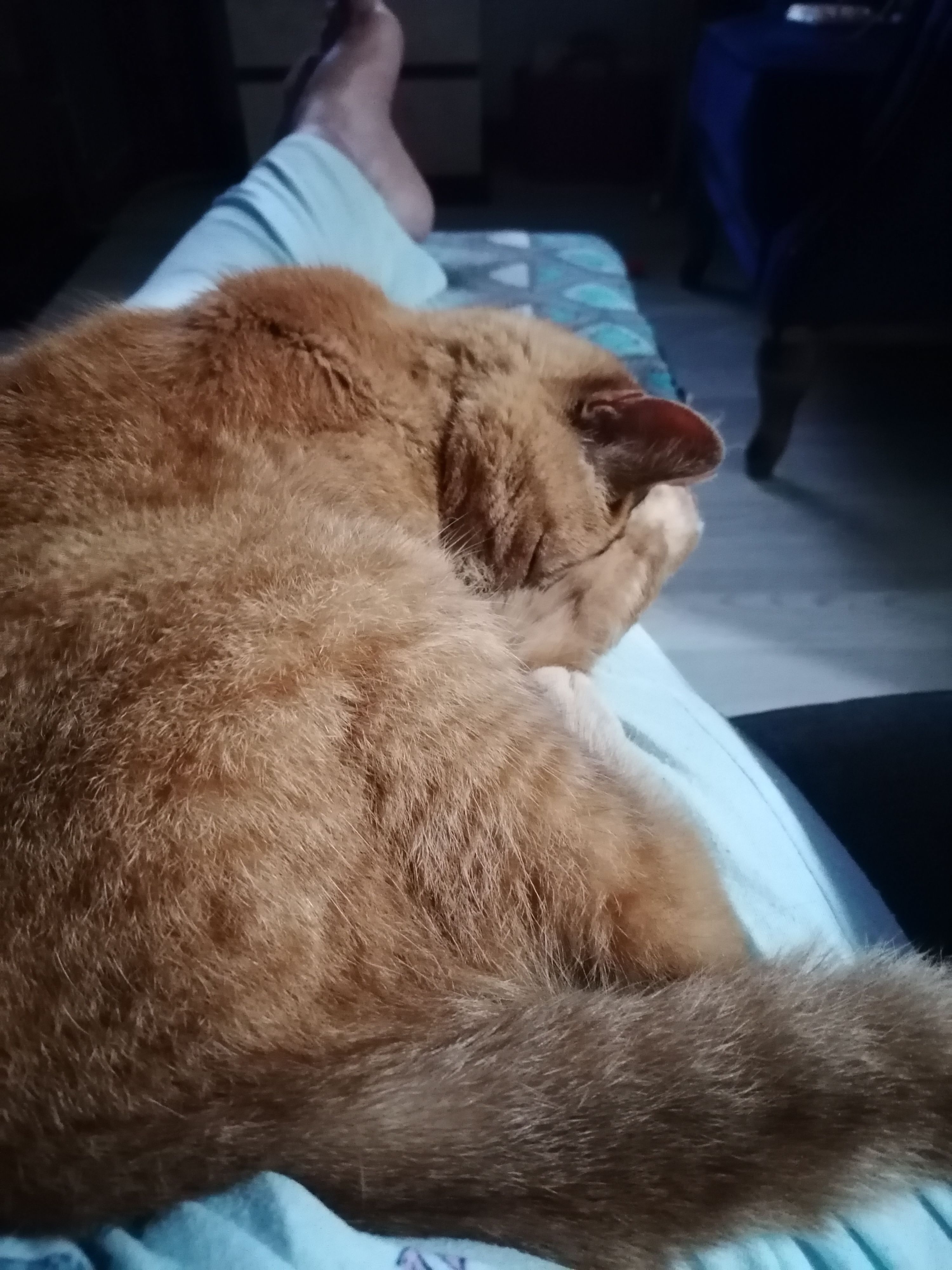 Petra  - Torr Gardens, Larne