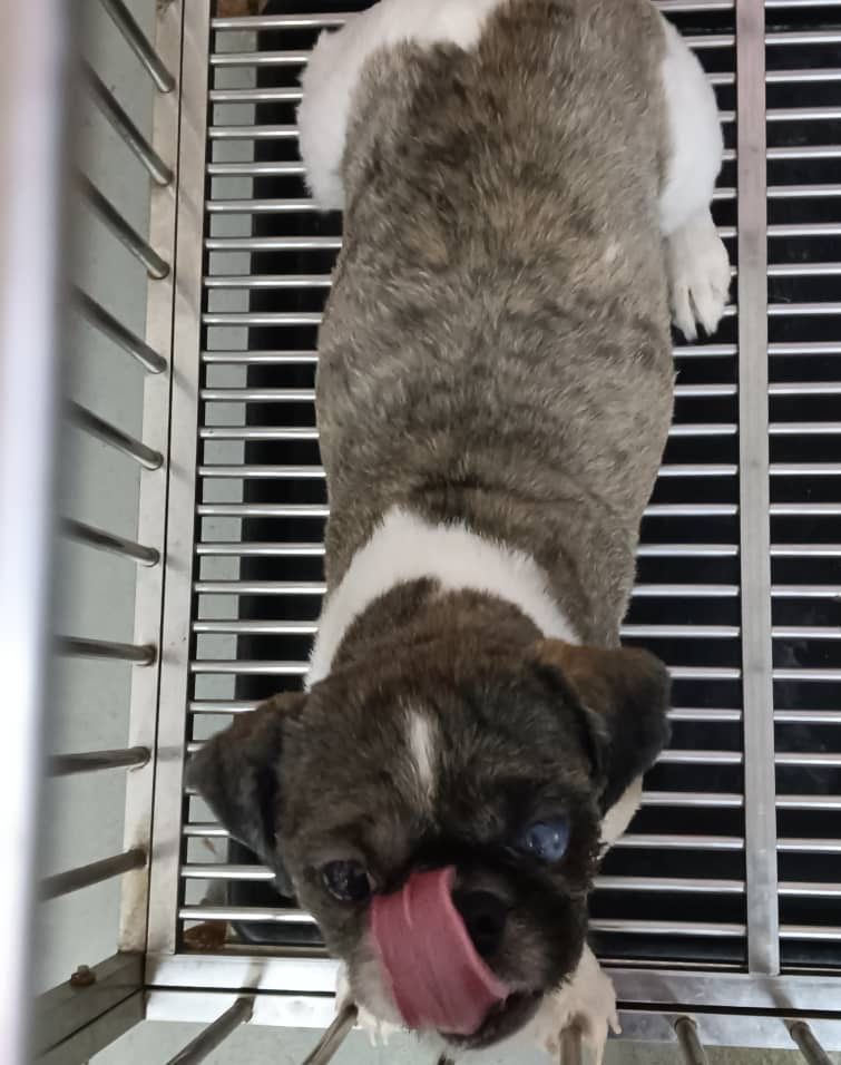 Leo - Jalan Kasturi 6, Kasturi Heights 71800, Nilai