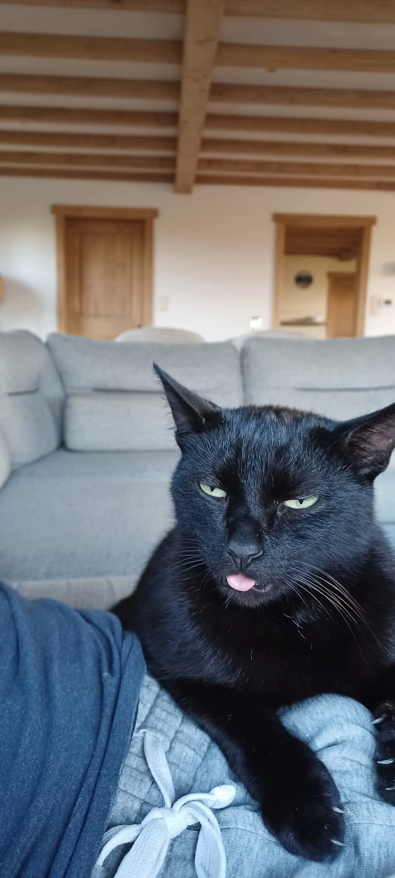 Shadow - Schare, Assenede