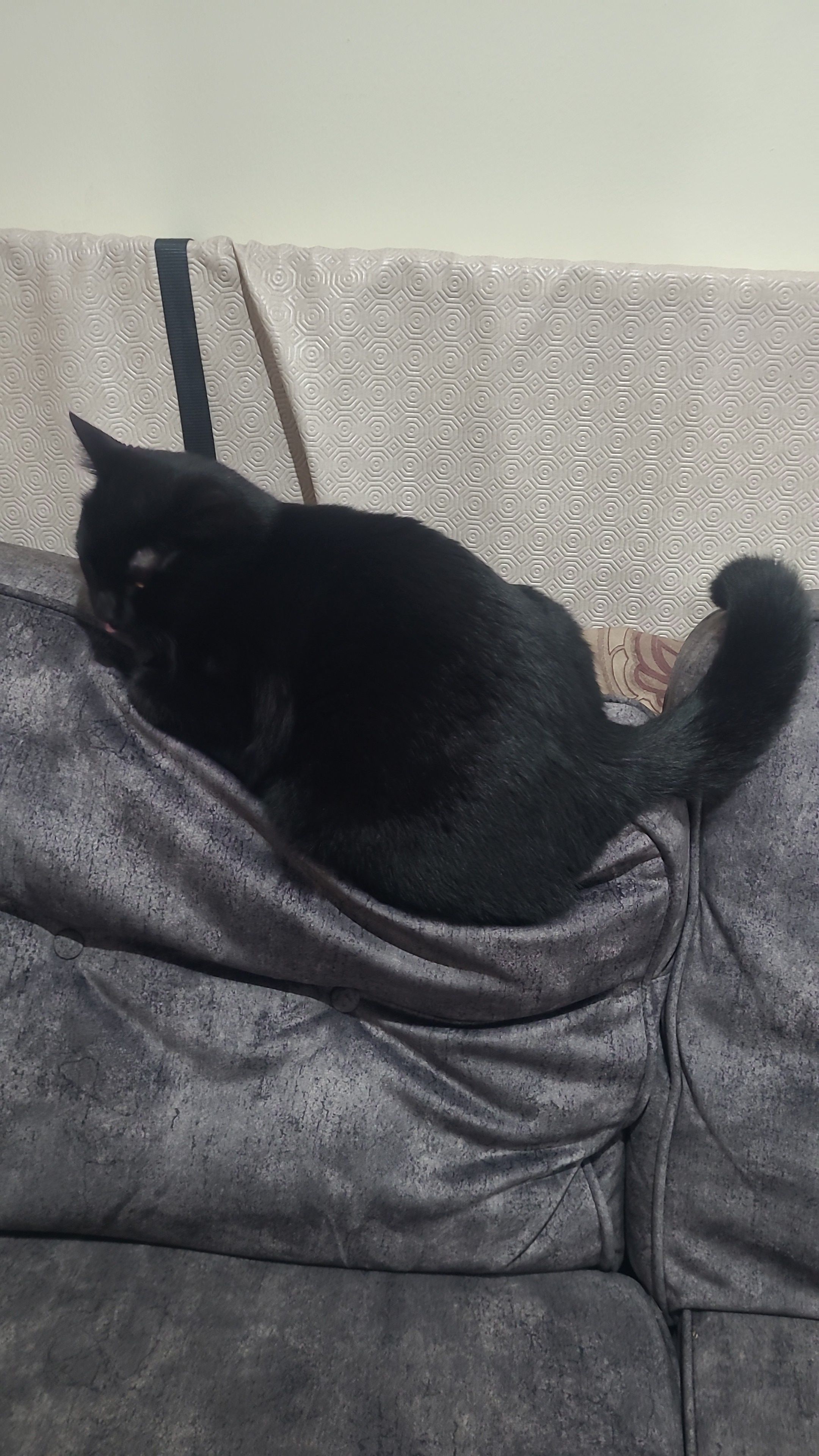 ODIN - Fardalehill Courtyard, Kilmarnock