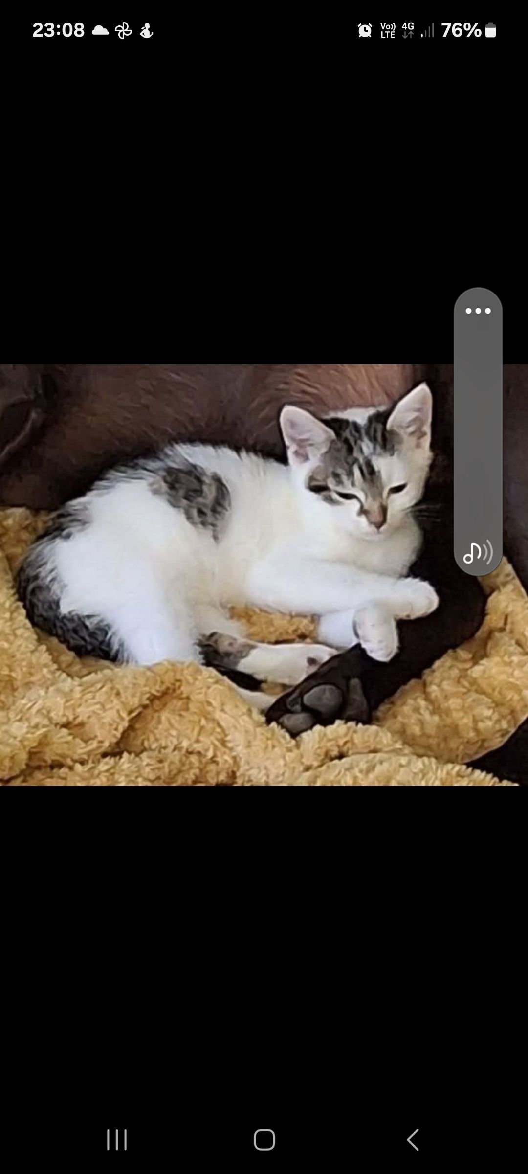 Reggie - Cashfield Way, Haverfordwest