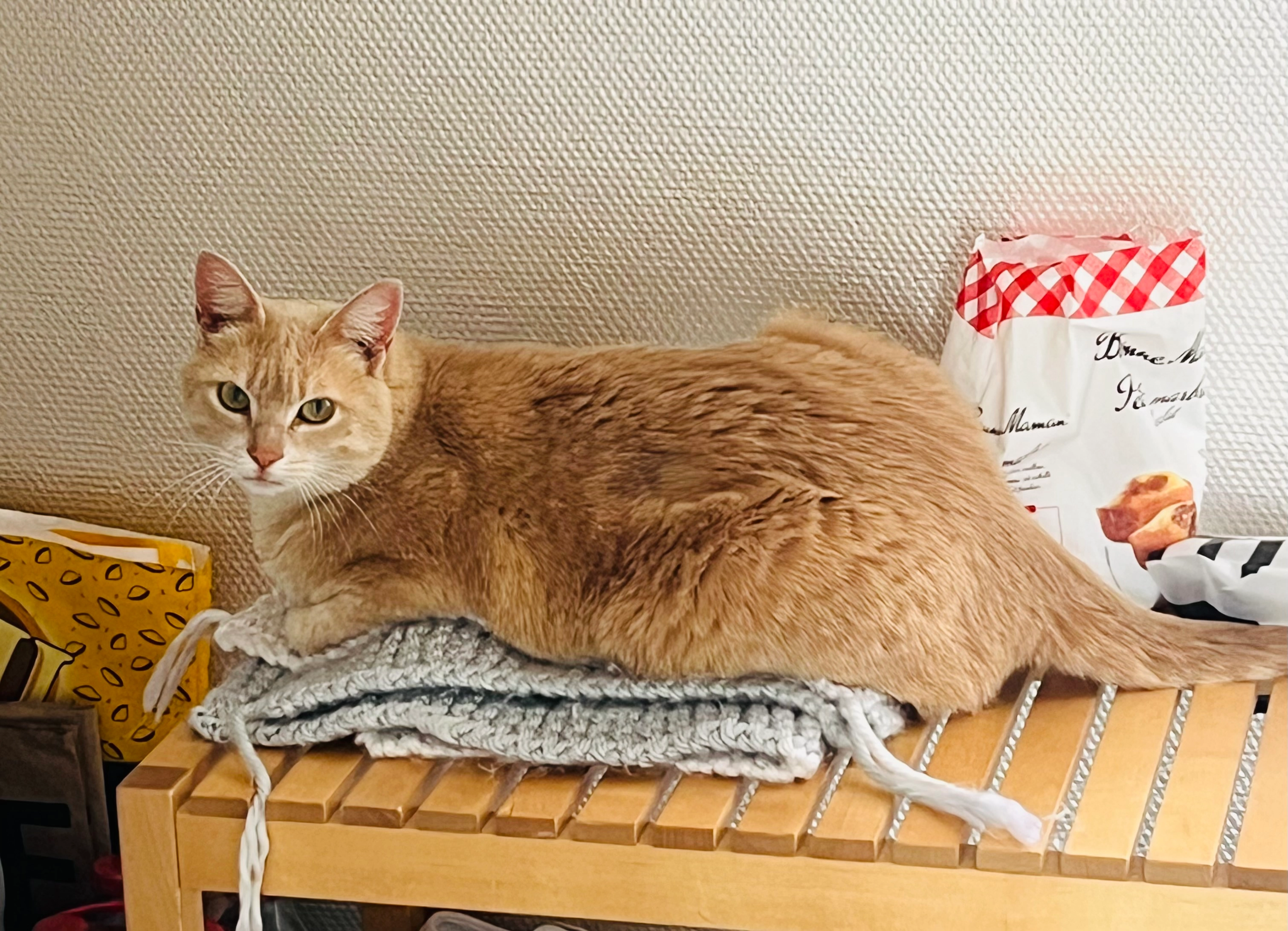 Sushi - Batisse Chotard, Noyal-sur-Vilaine