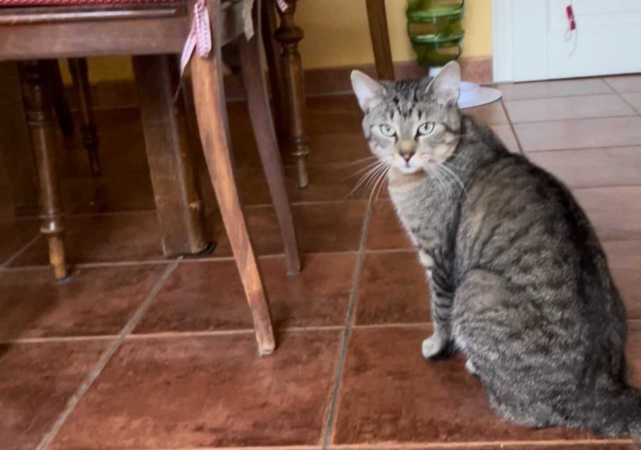 Mogli  - Paradiesstraße, Radebeul