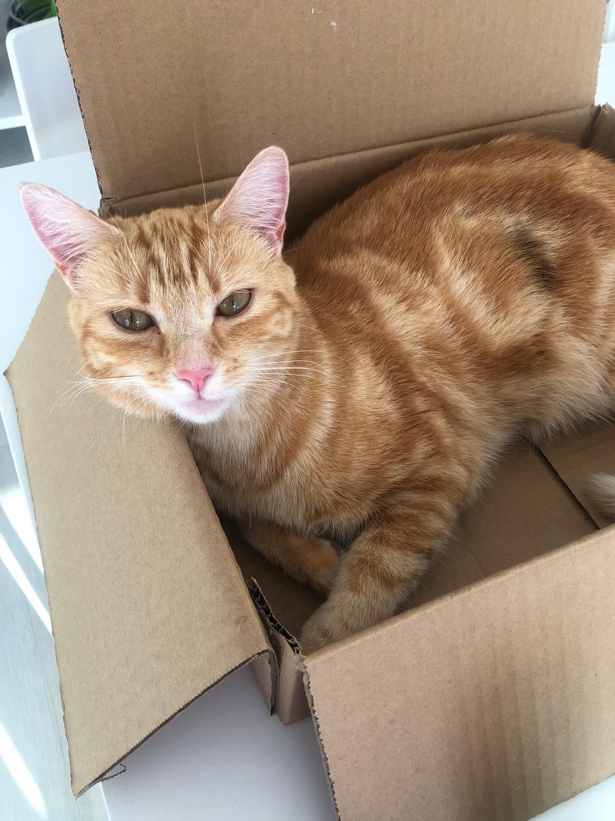 Peanut - Travessa Nossa Senhora do Livramento, São Francisco da Serra