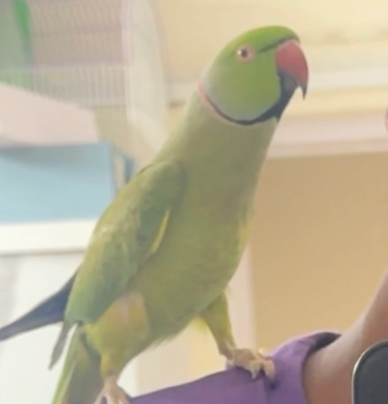 Mithu (parrot) - Daftari Road, Malad East