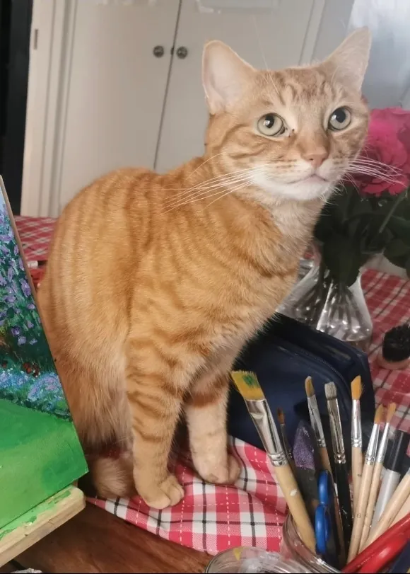 TIGGY - Matfield Close, Bromley