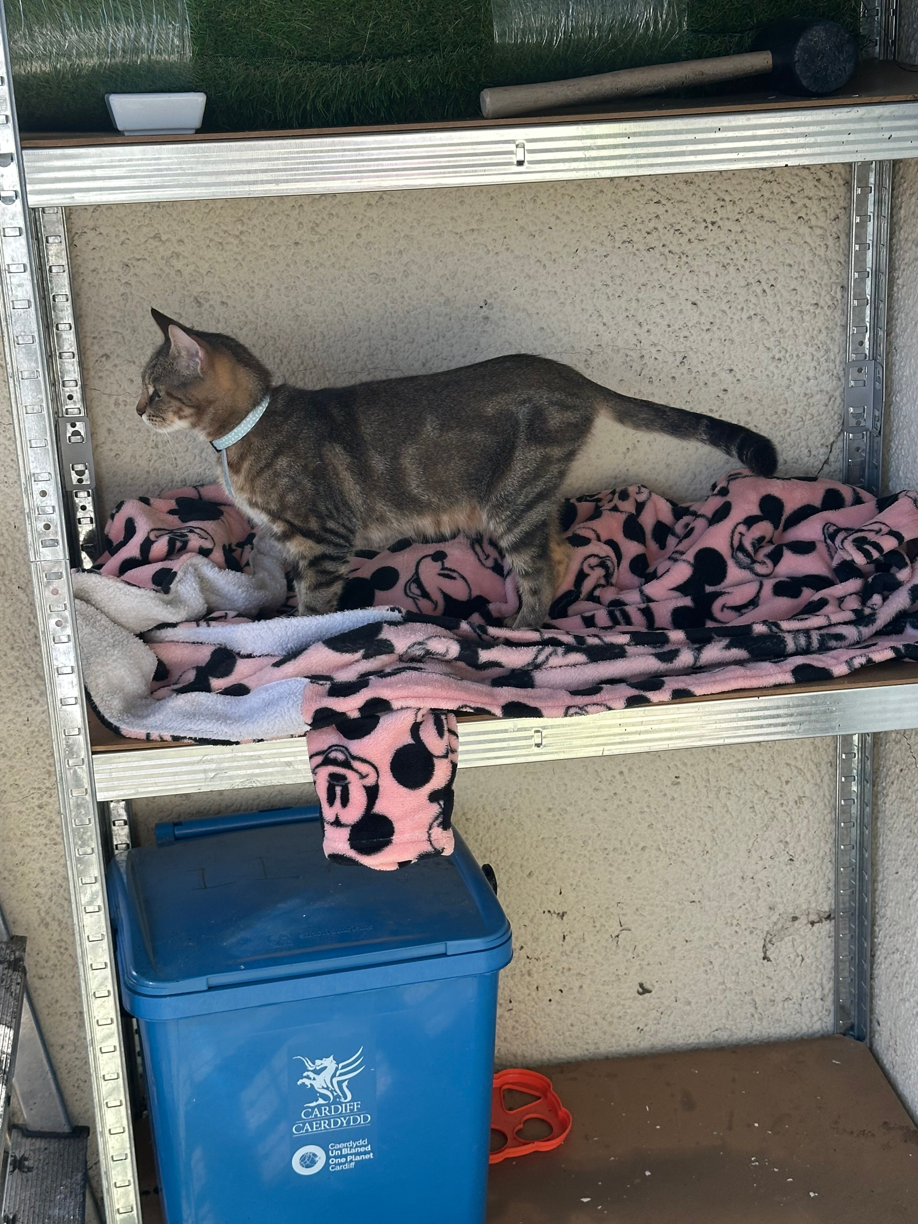 Angel - Keyston Road, Cardiff