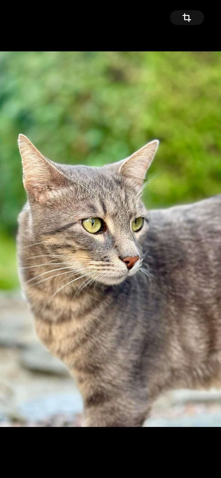 Mici - Ulica Crnovrška 29, Zaječar