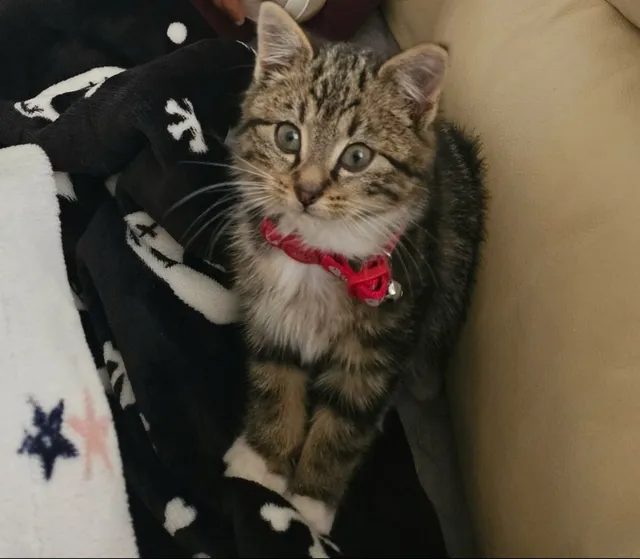 Mimi - Postgate, Hamilton