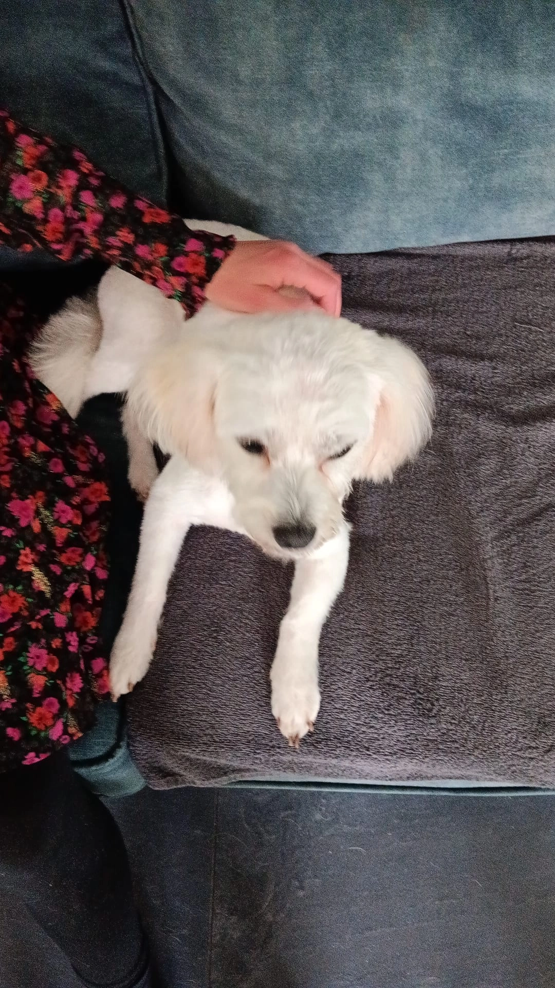 Lizzy  - Fluitekruidbeemd, Dommelen