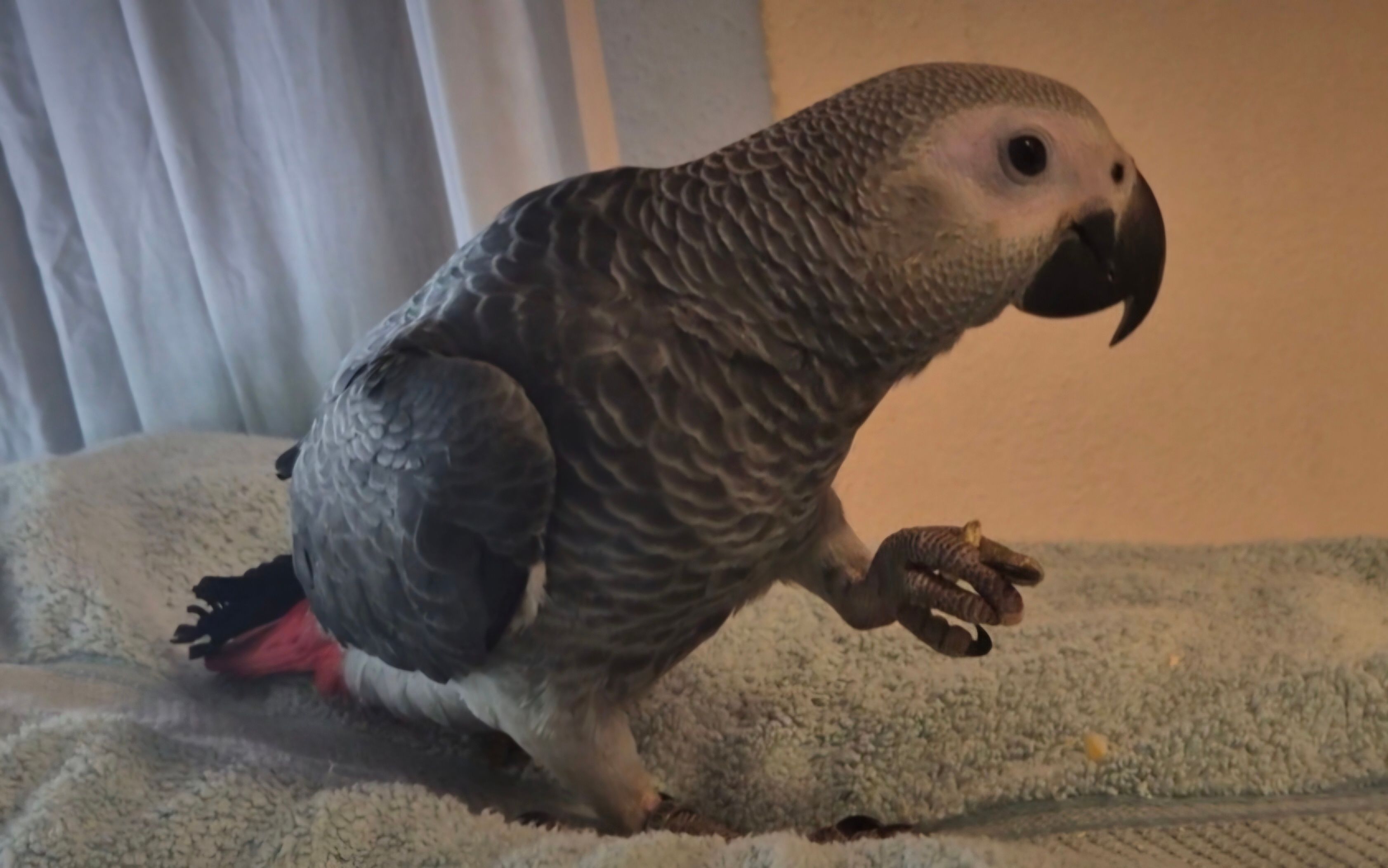 Aquiles - Calle de la Canteira, Vilagarcía de Arousa