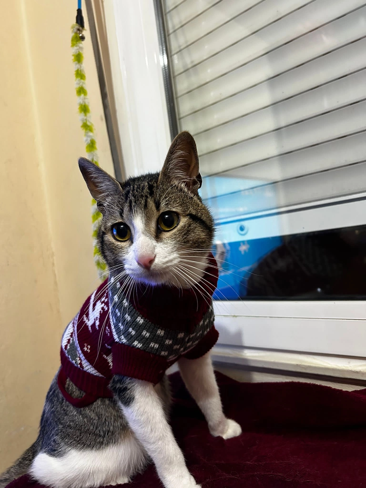 Eros - Lugar San Marcelo, Salas