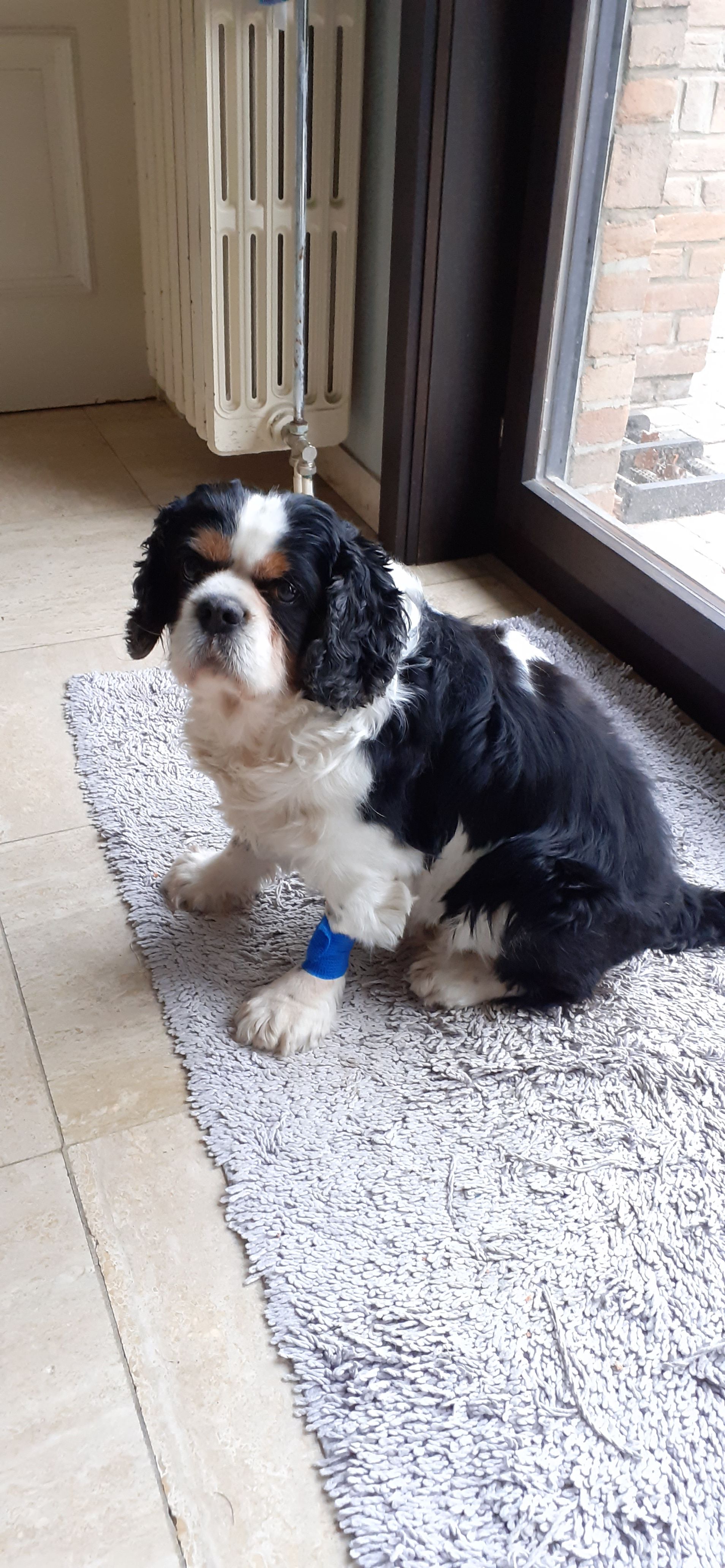 Frodo - Tijbaartstraat 26, Deinze