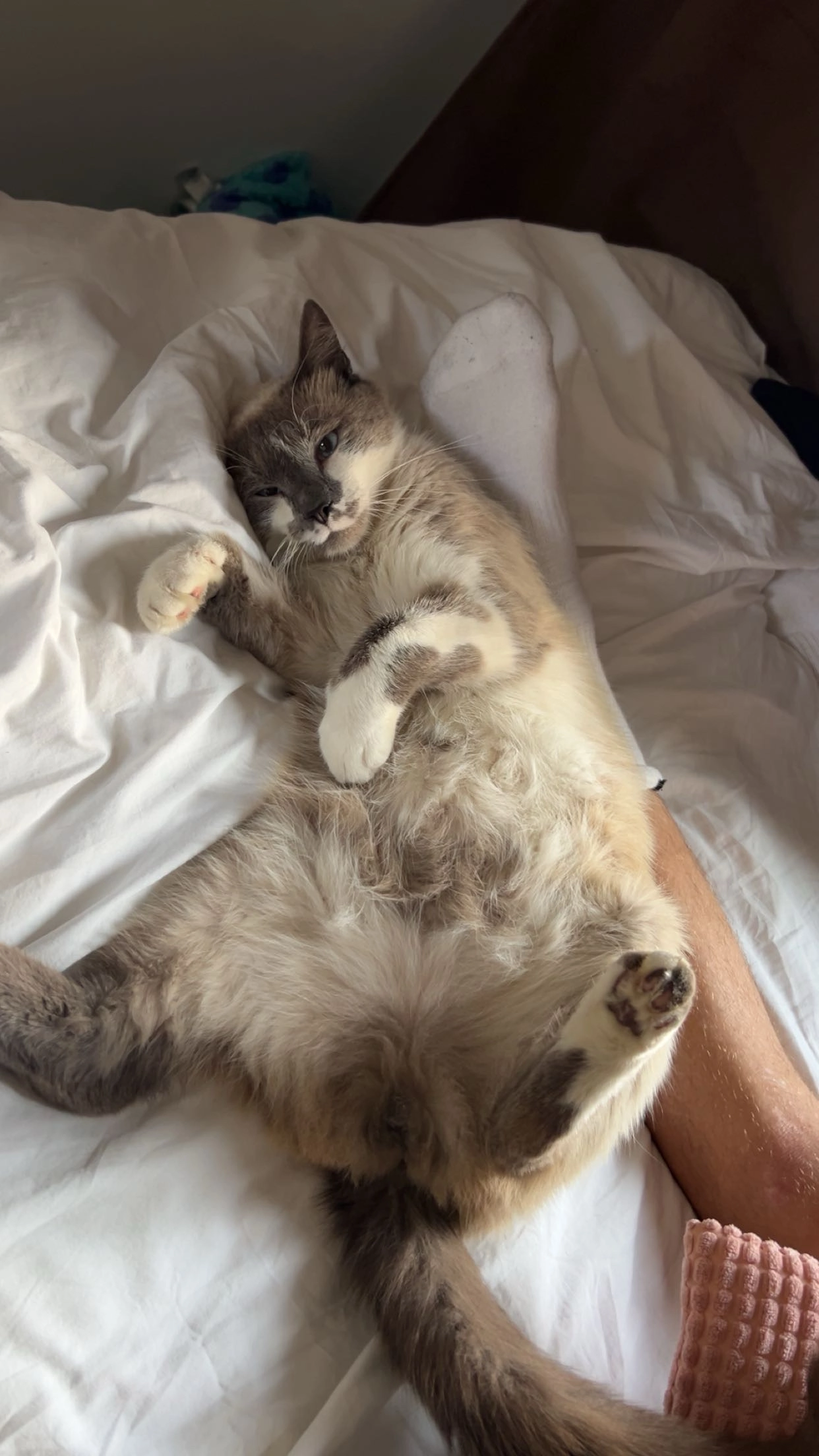 Pumba - Rue Culot du Bois, Sambreville