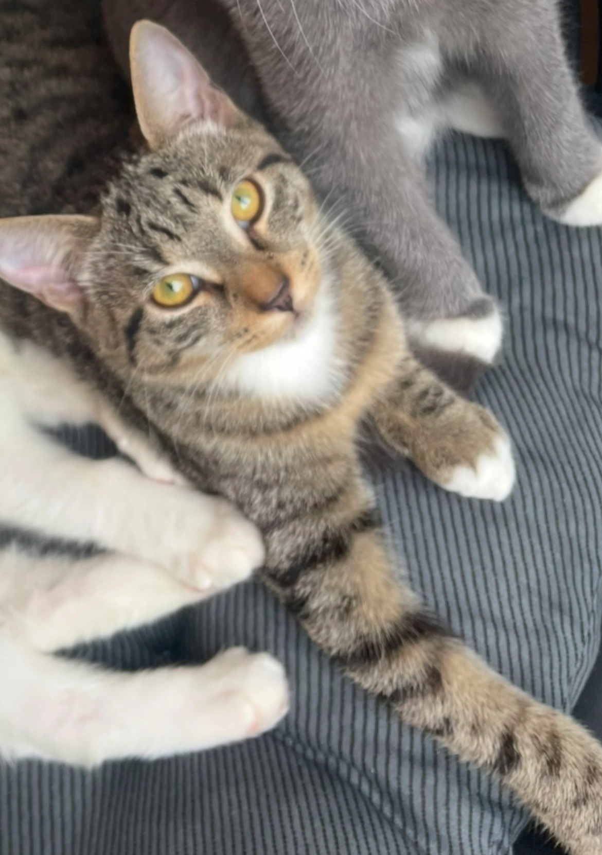 Ella - Altenhofstraße, Schifferstadt