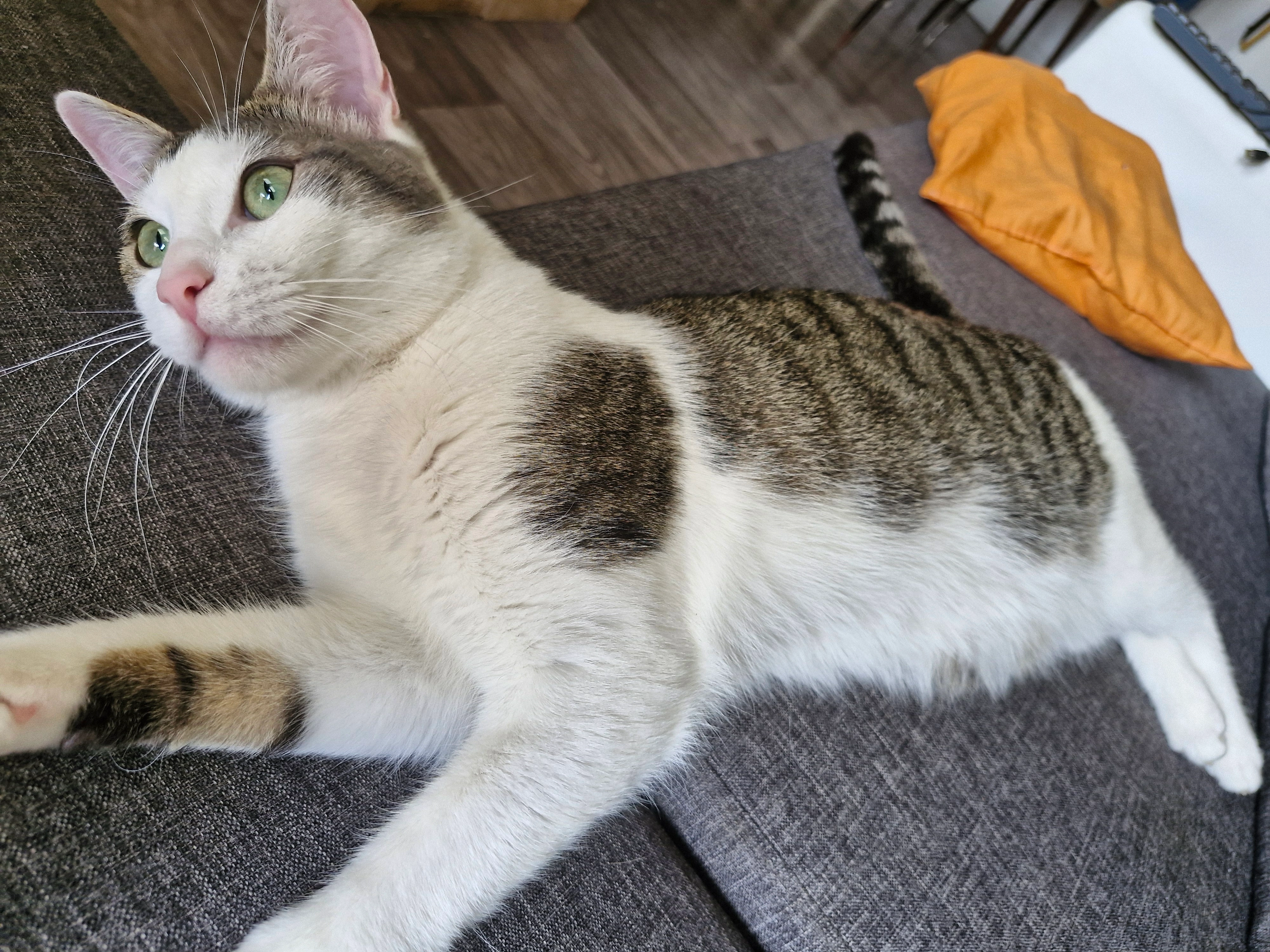 Mowgli - 62 Avenue Jean Jaurès, Arc-lès-Gray