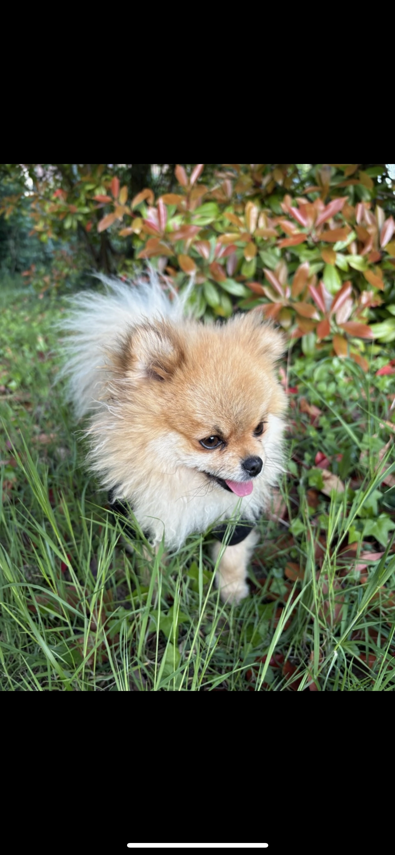 Denver  - Route De La Môle, Cogolin
