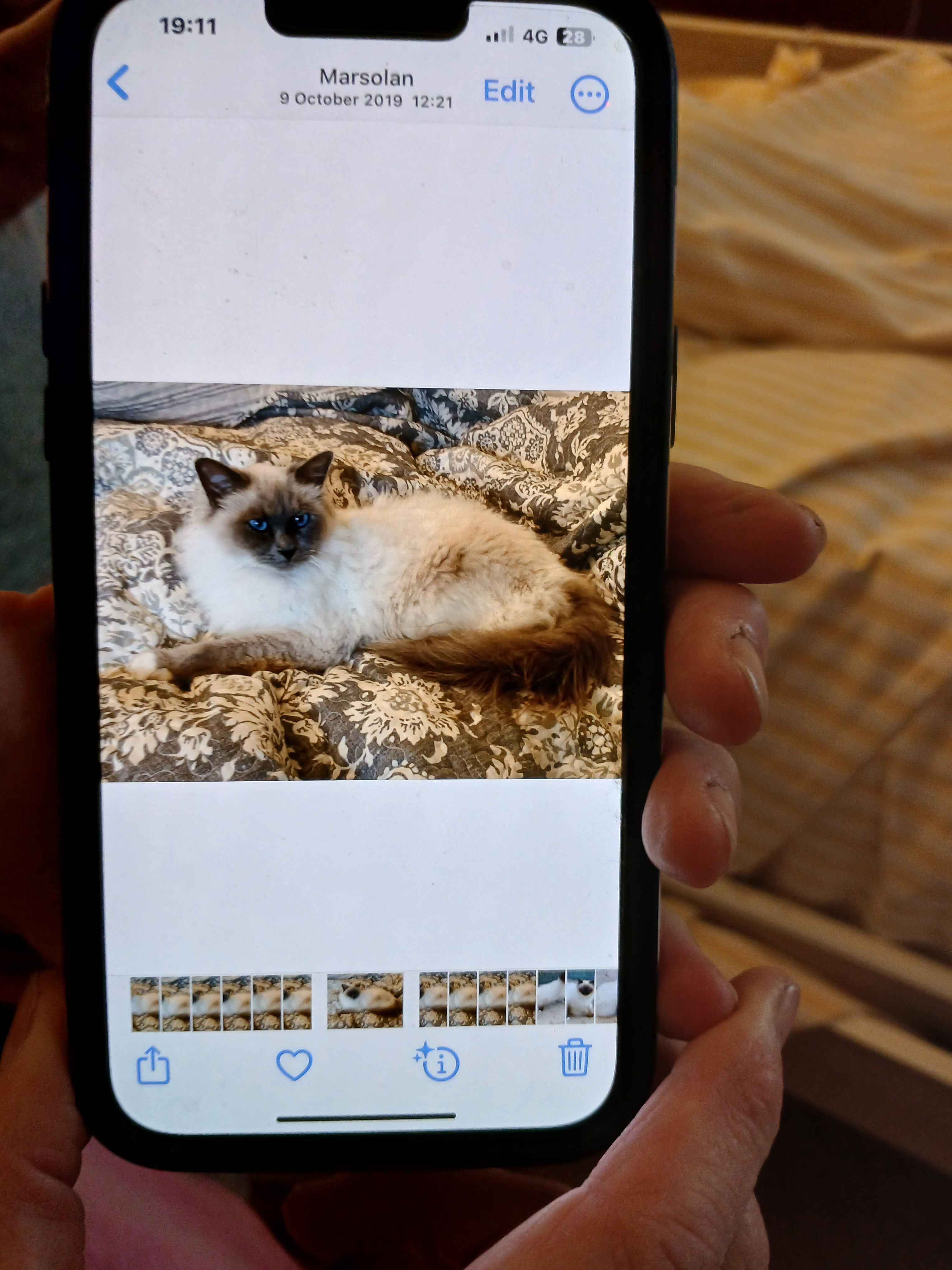 Baby bleus  - 63 Route de la Guinle, Béraut