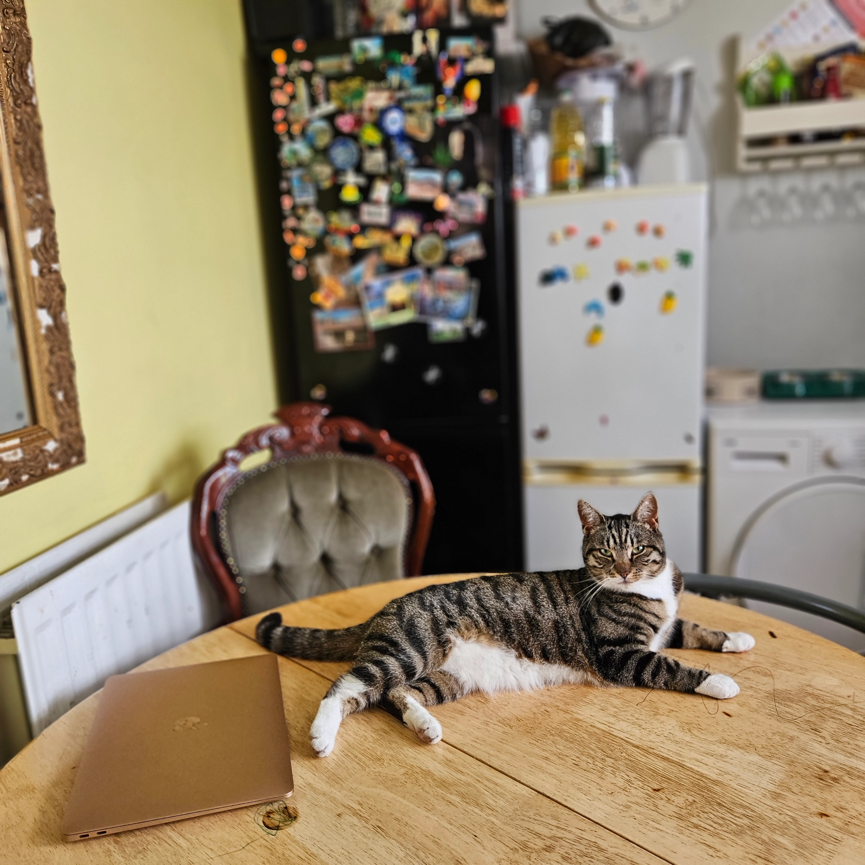 Sheba - Overdale, Telford