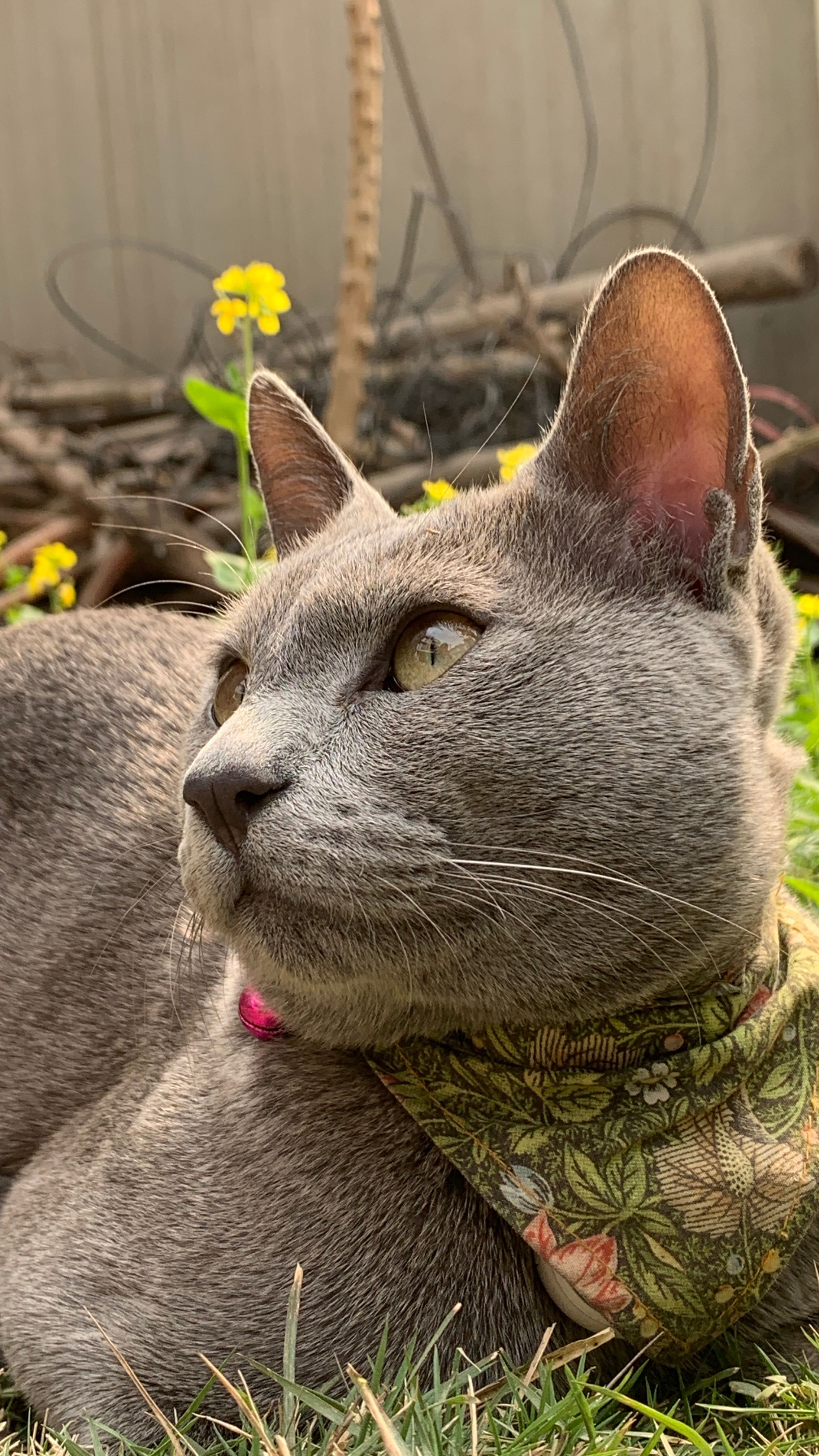 Simba - Bistagau, Imadol