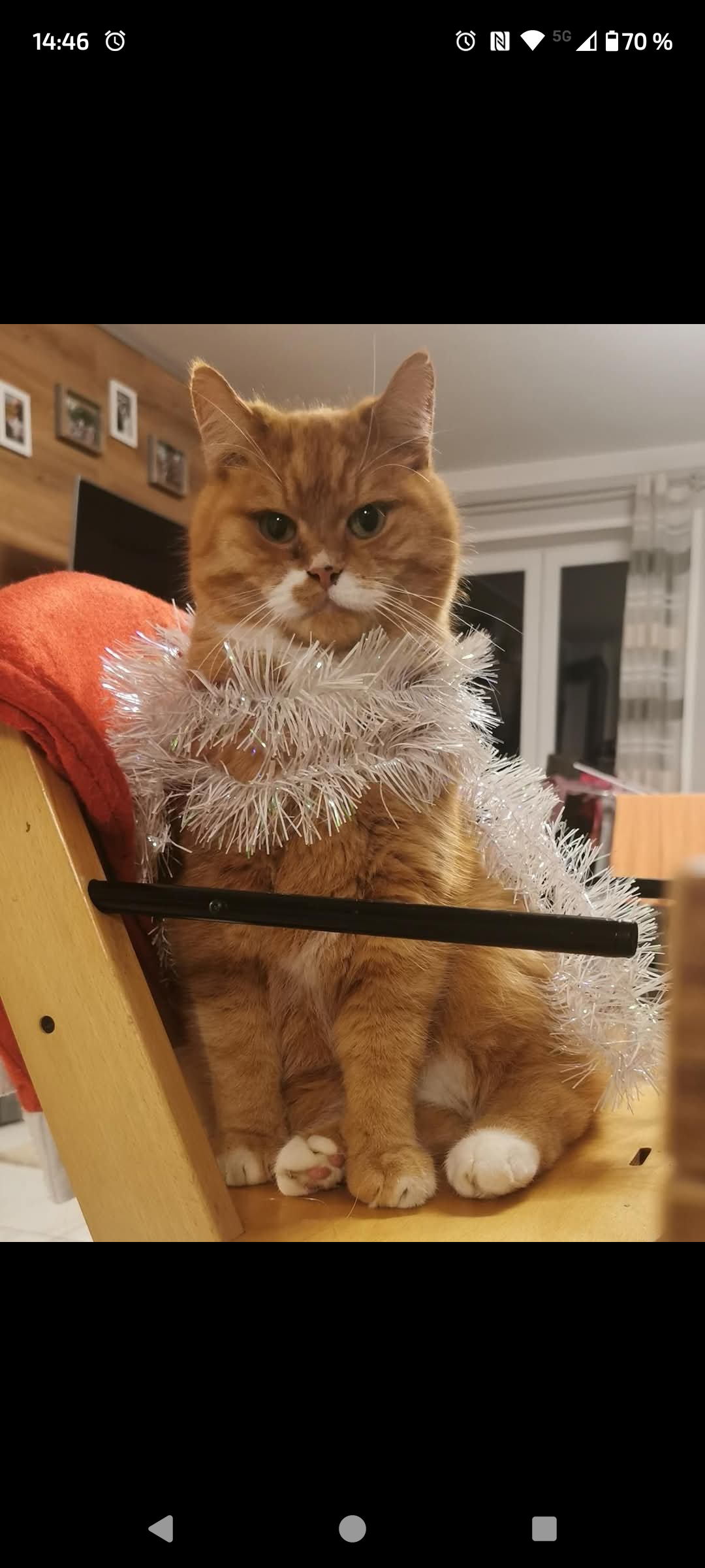 Tiger - Streifen, Bad Grönenbach