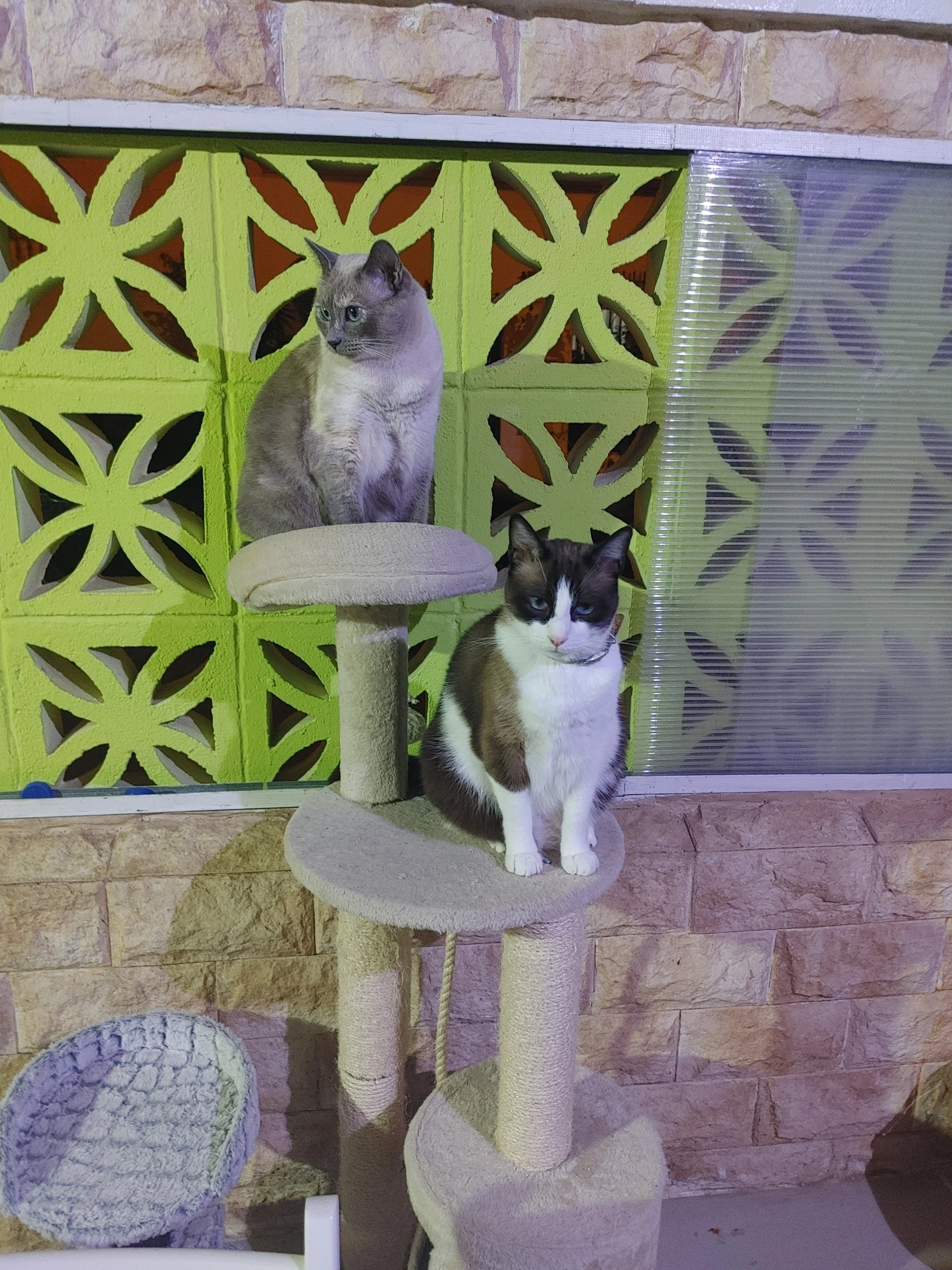 Mambru - Calle Carlos Puerto 1, El Puerto de Santa María