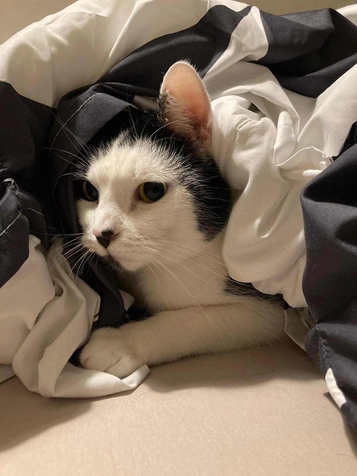 Shila - Hans-Driesch-Straße 4, Leipzig