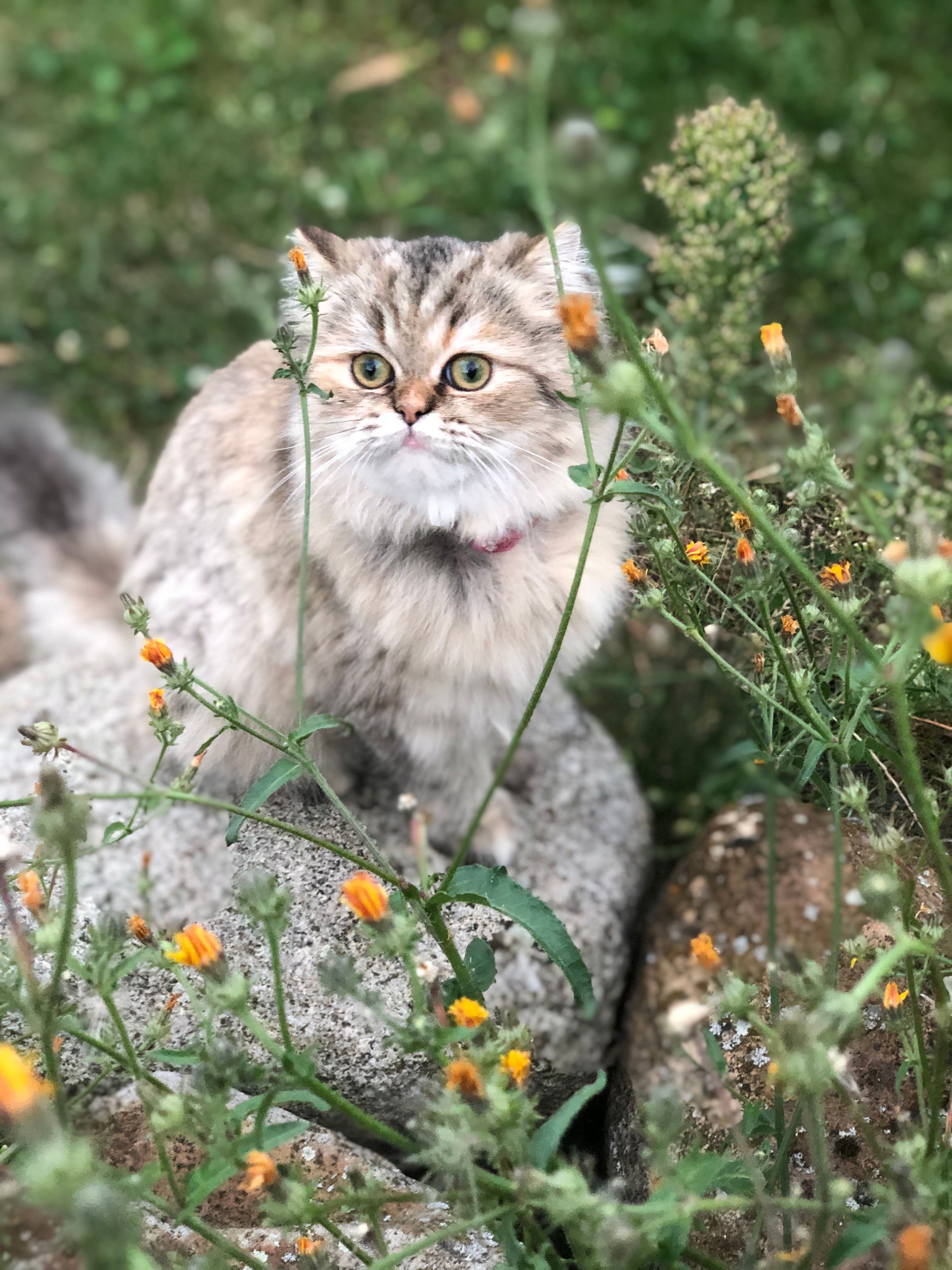 Frieda - Zechsteinring, Magdeburg