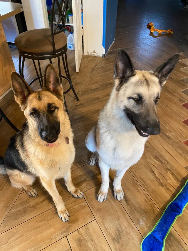 Koa and Nara, two pets - W Apache St, Tolleson