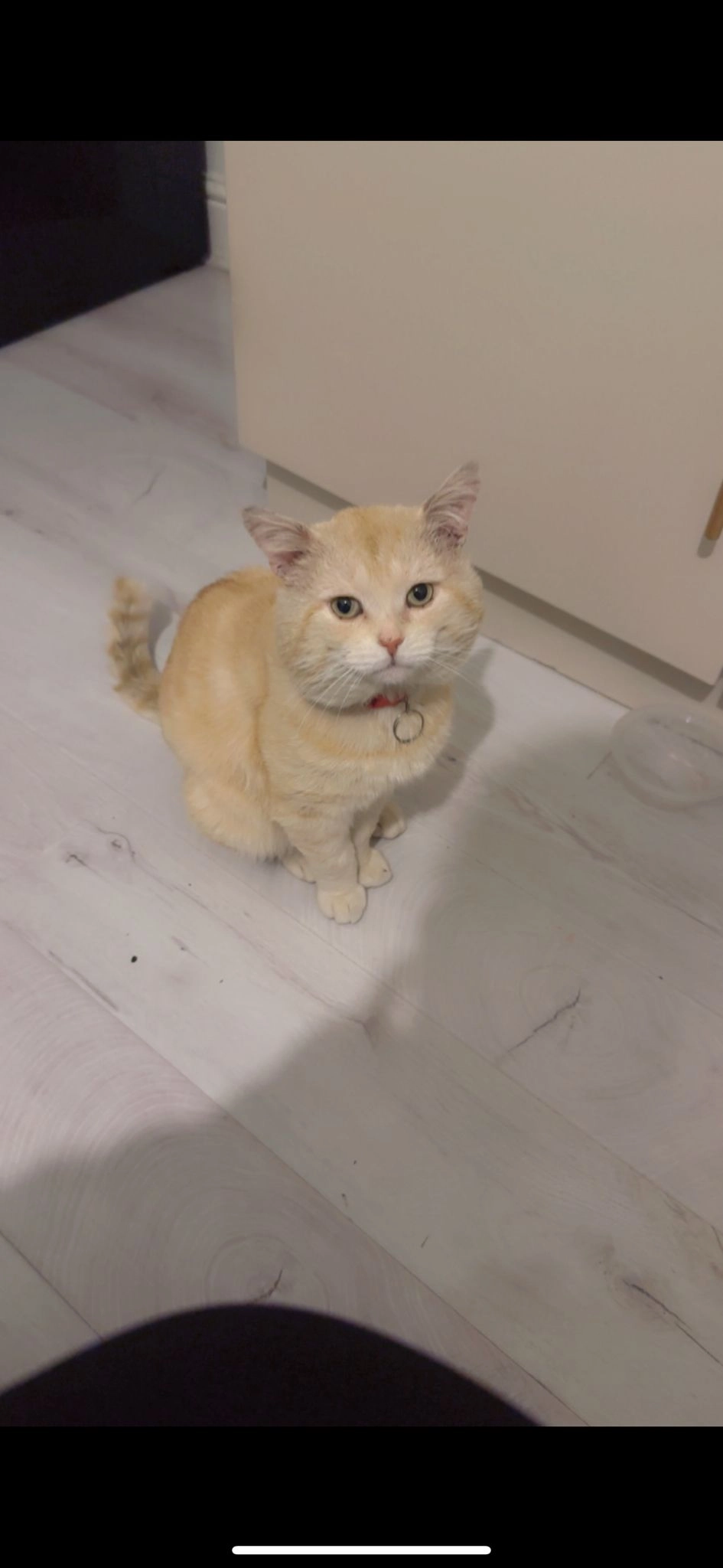 Sammy - ST1 1. St John Street Northwood, Stoke-on-Trent