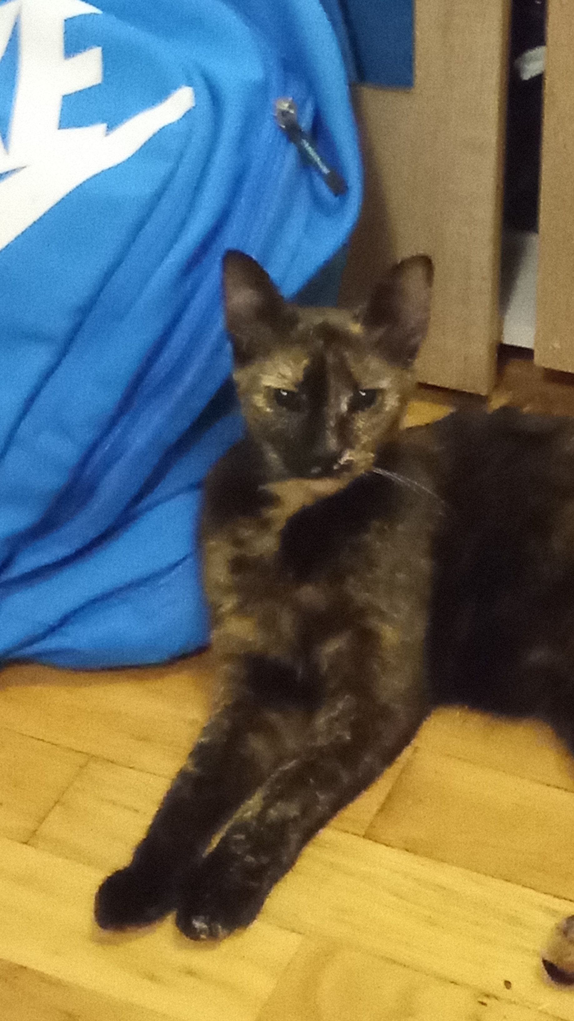 Zorka - Ulica Čika Miše Đurića, Beograd