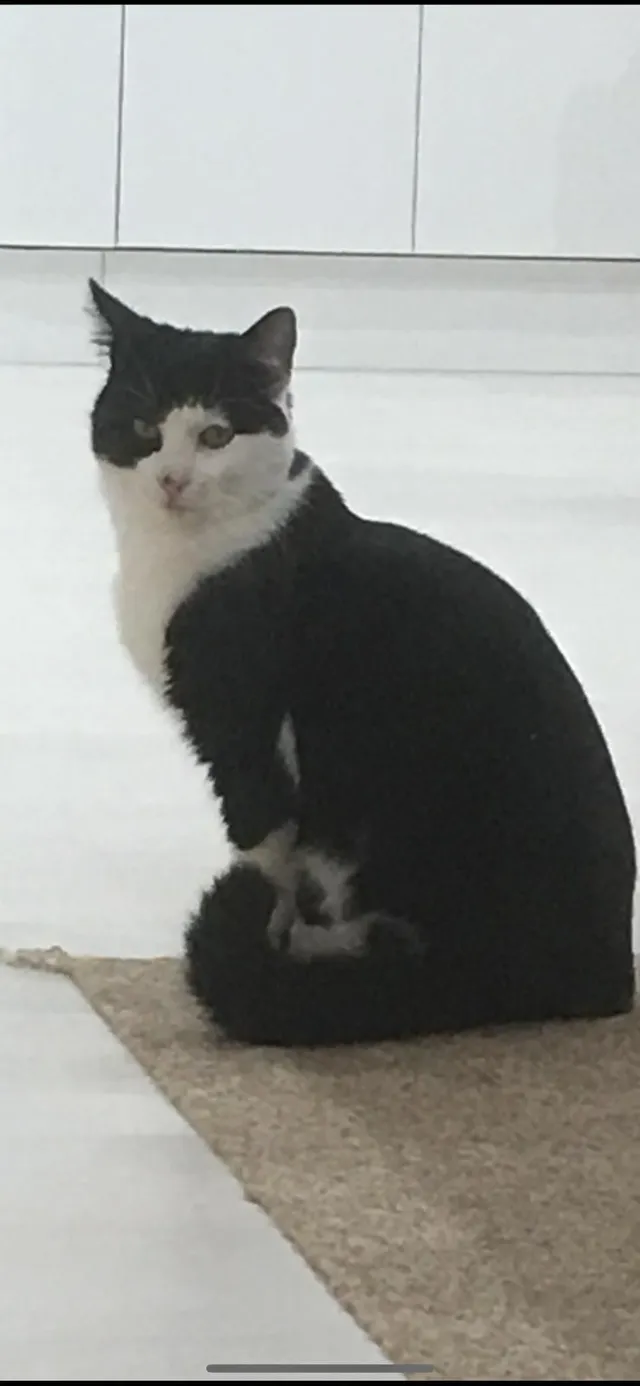 Pingu - SK8 6, Cheadle