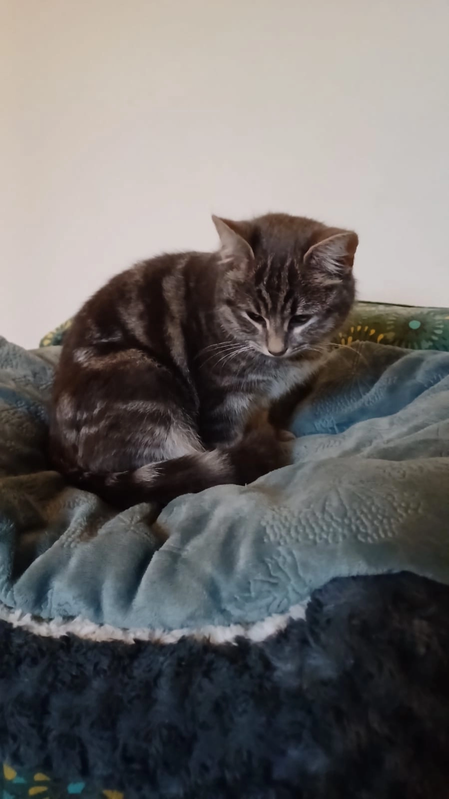 Mochi - 298 Avenue du Griffon, Sorgues