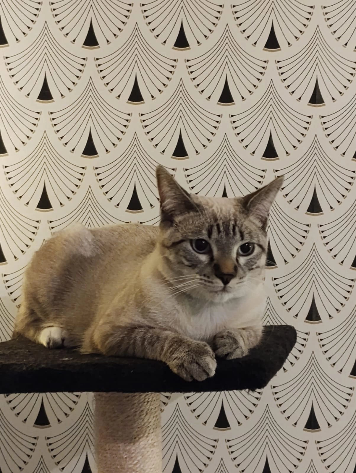 Cooky - 9 Place de la Libération, Les Pavillons-sous-Bois