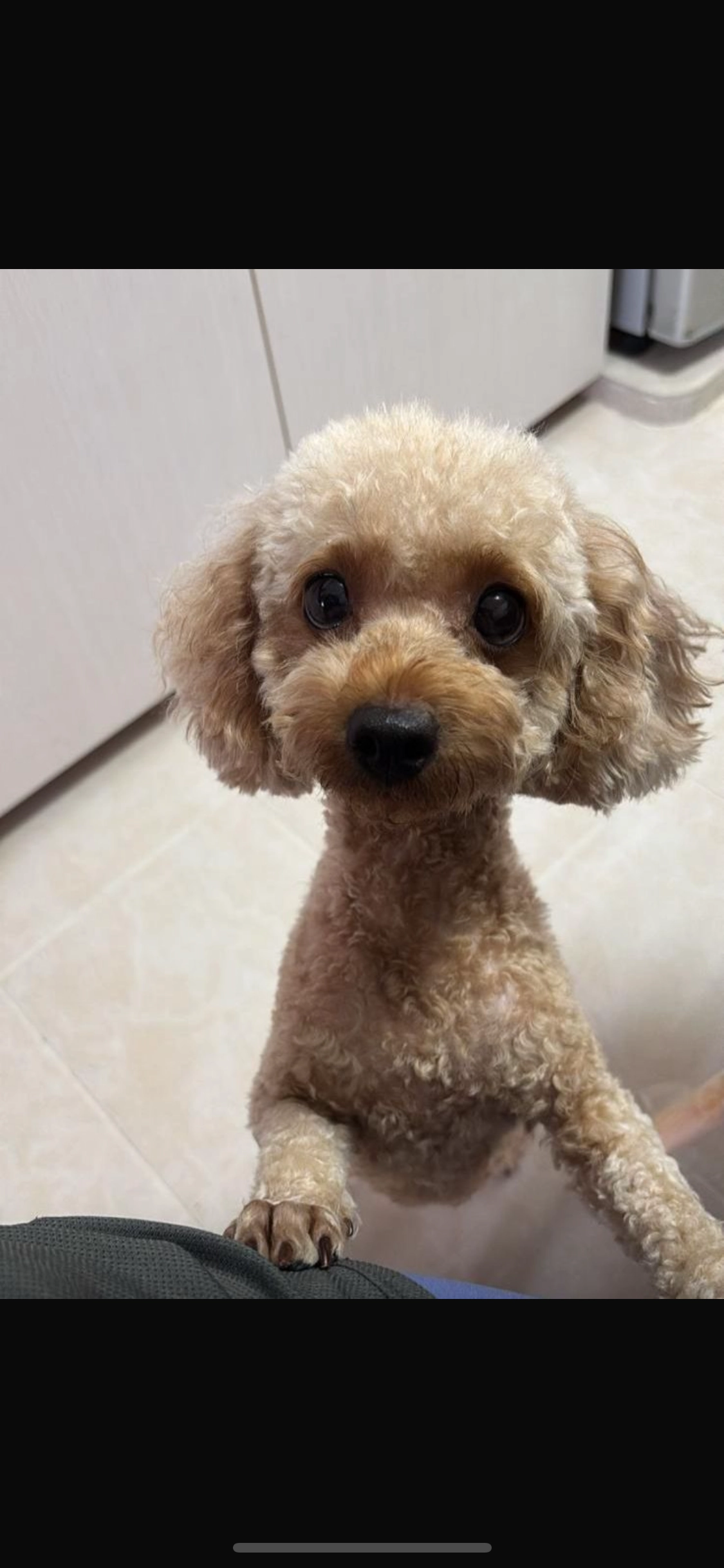 Lele - 760655, Singapore