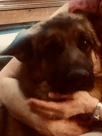 Sirius - Barrio Niño Jesús, Mediana de Voltoya