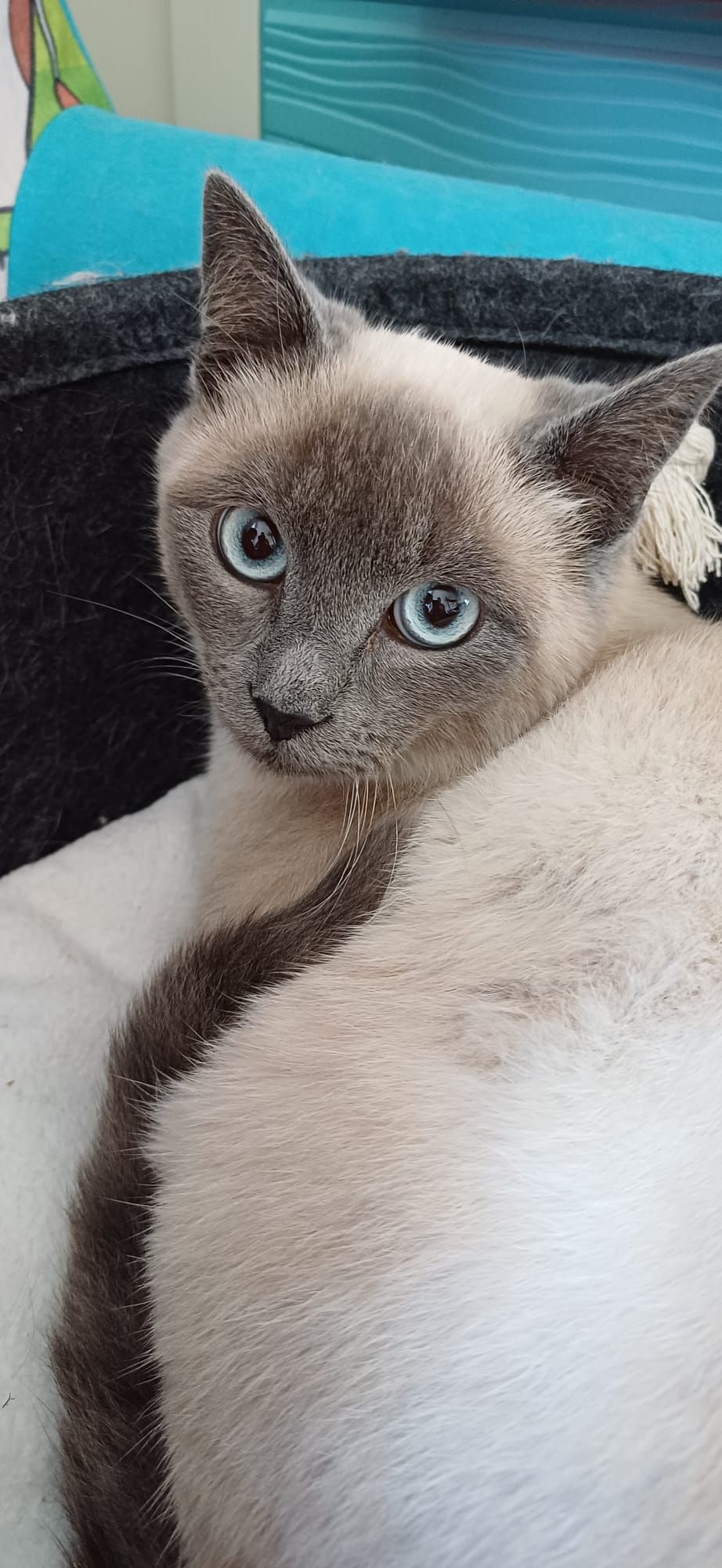 Adonis - Rue de Pseau, Nogent-le-Rotrou