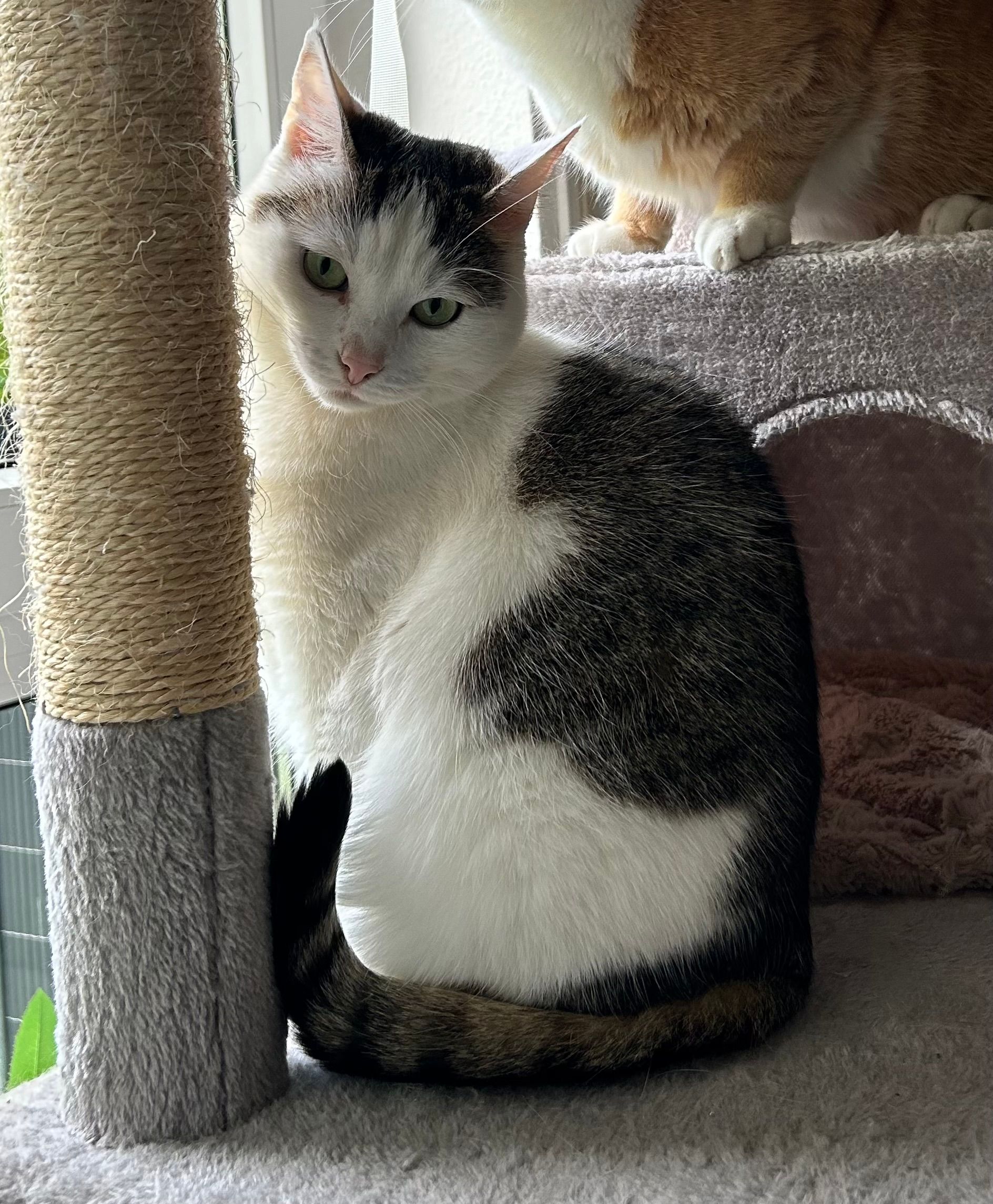 Nala - An Der Grubenbahn, Meißen