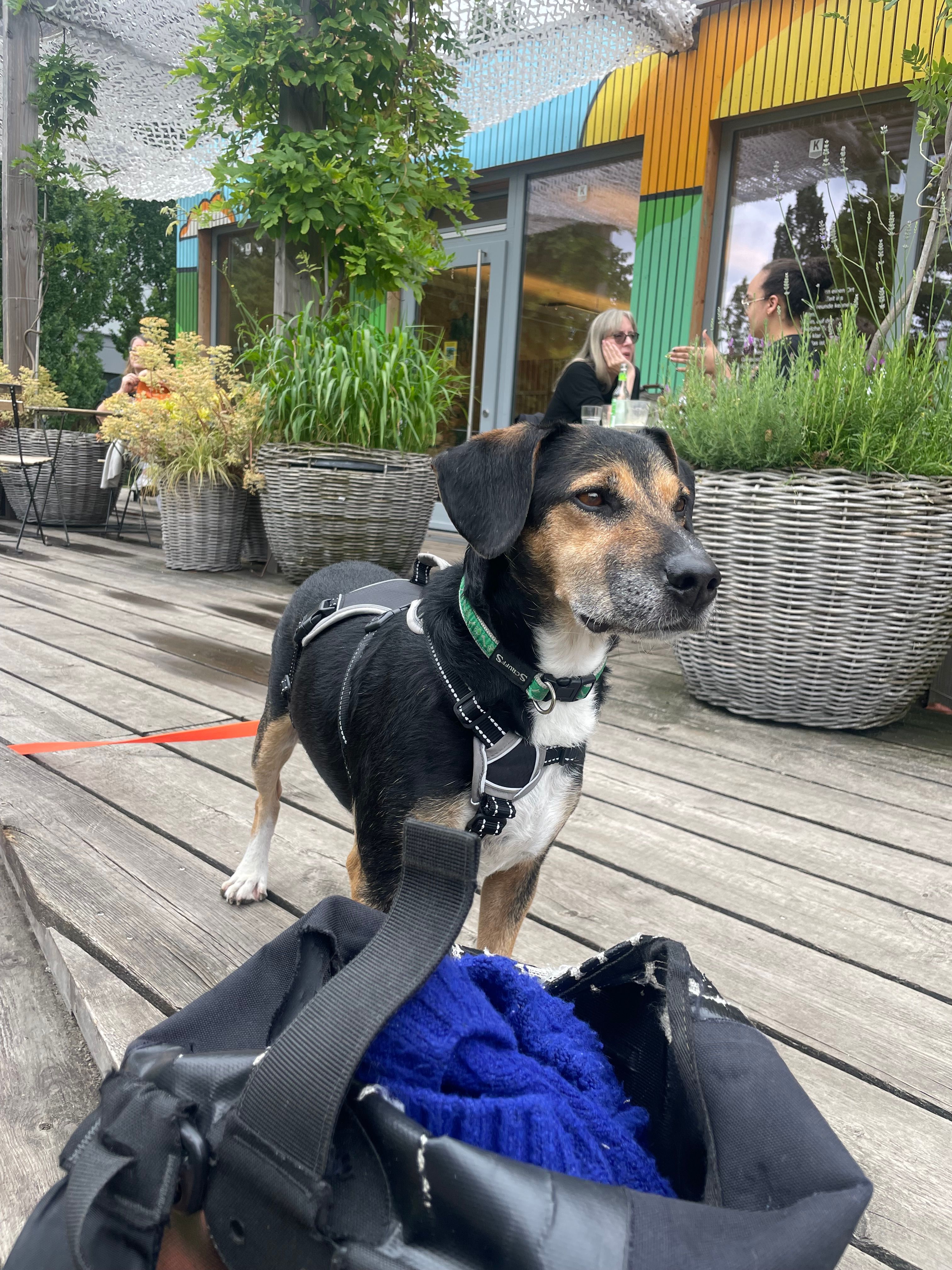 Monkey - Seestraße, Berlin