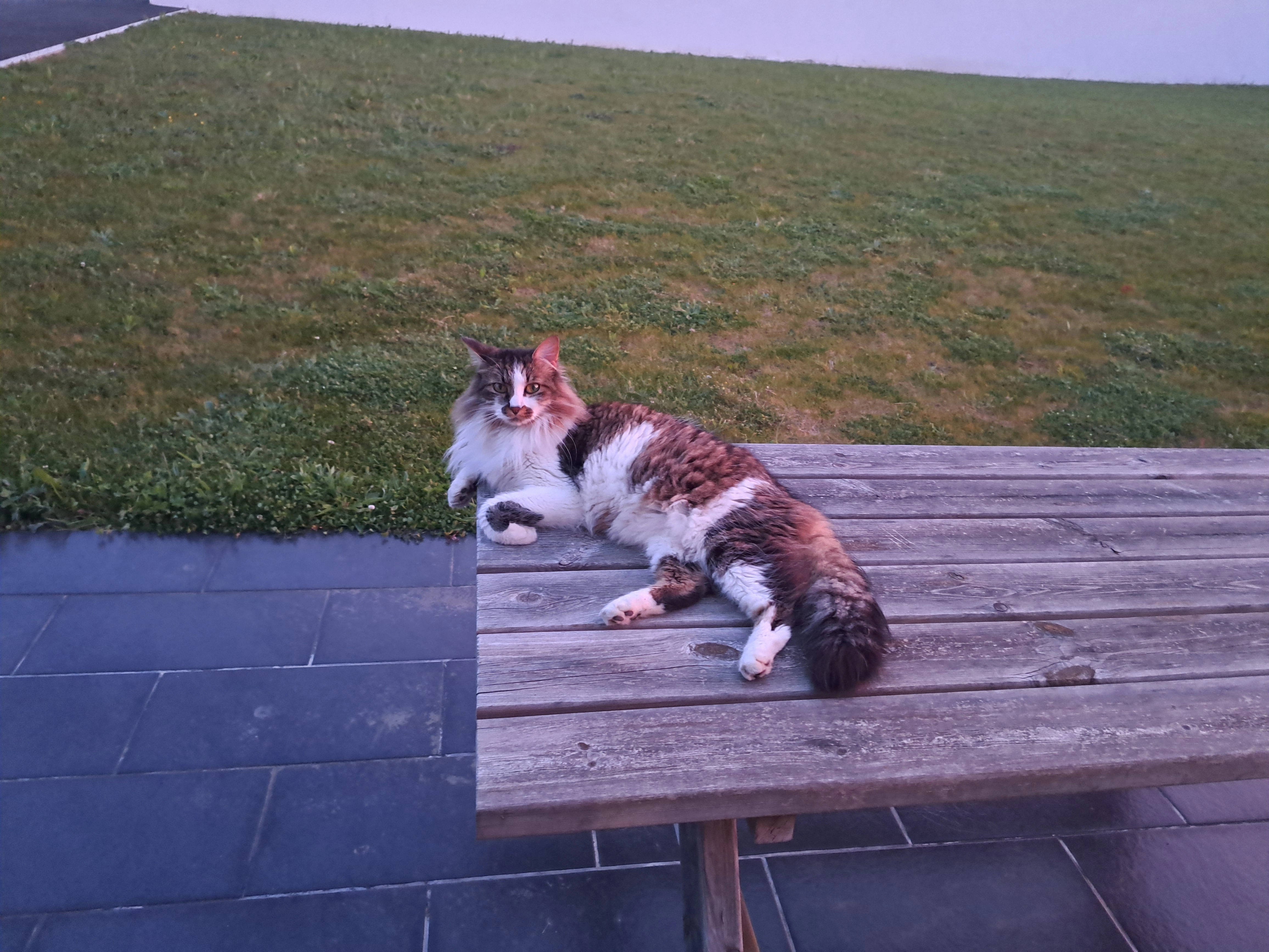 Pumbaa - Rue De Tremeoc, Pont-l'Abbé